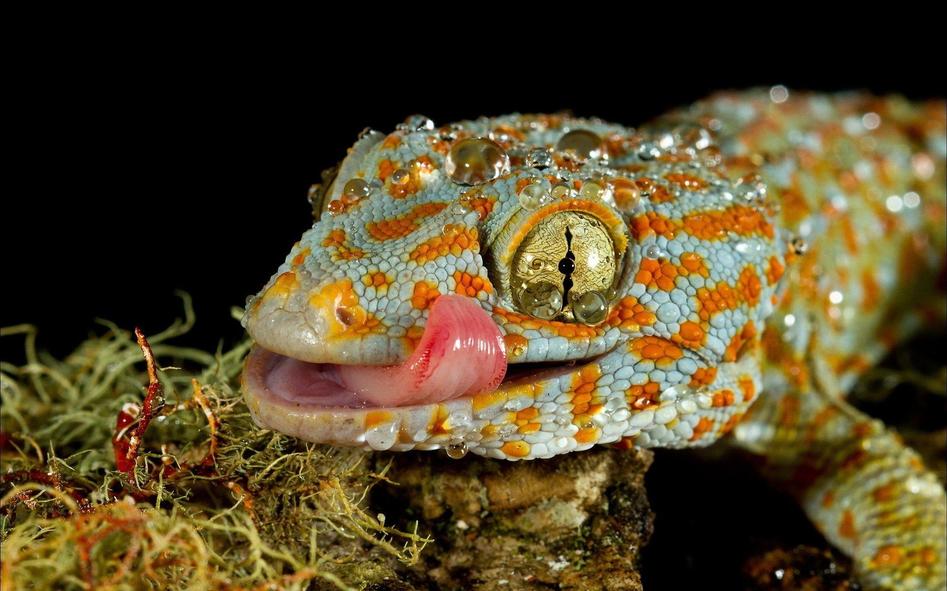 Gecko HD Hintergrundbild Bild, 1920x1200 HD Desktop