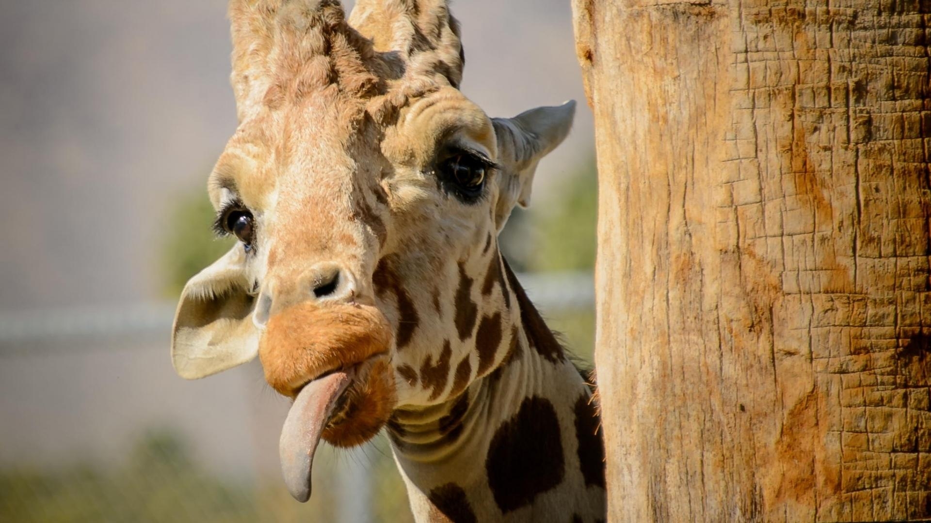 Giraffe, 19x1080, HD, Tiere, Hintergrund, 1920x1080 Full HD Desktop