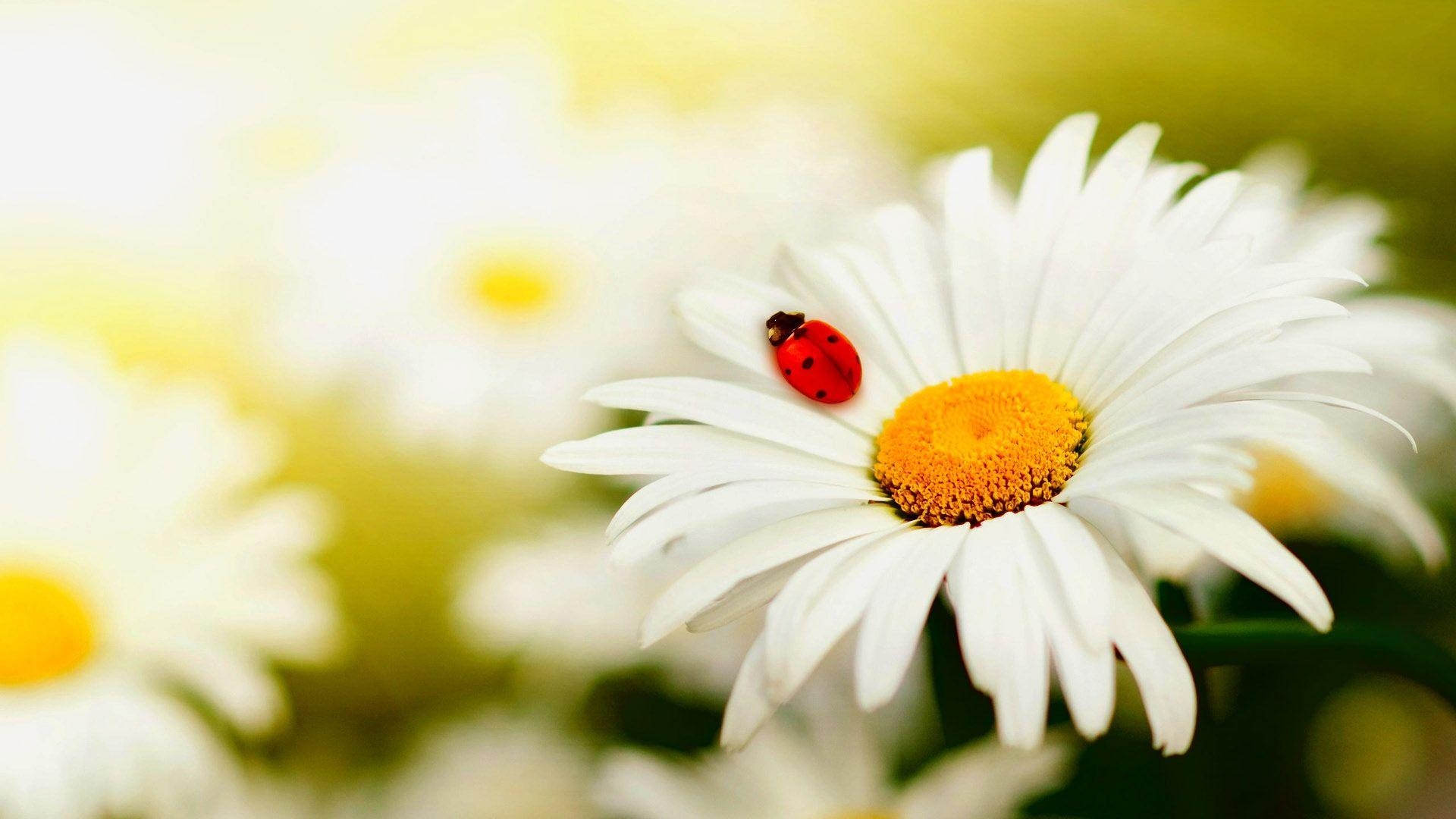 Gänseblümchen, Blume, Desktop, Hintergrundbild, Natur, 1920x1080 Full HD Desktop