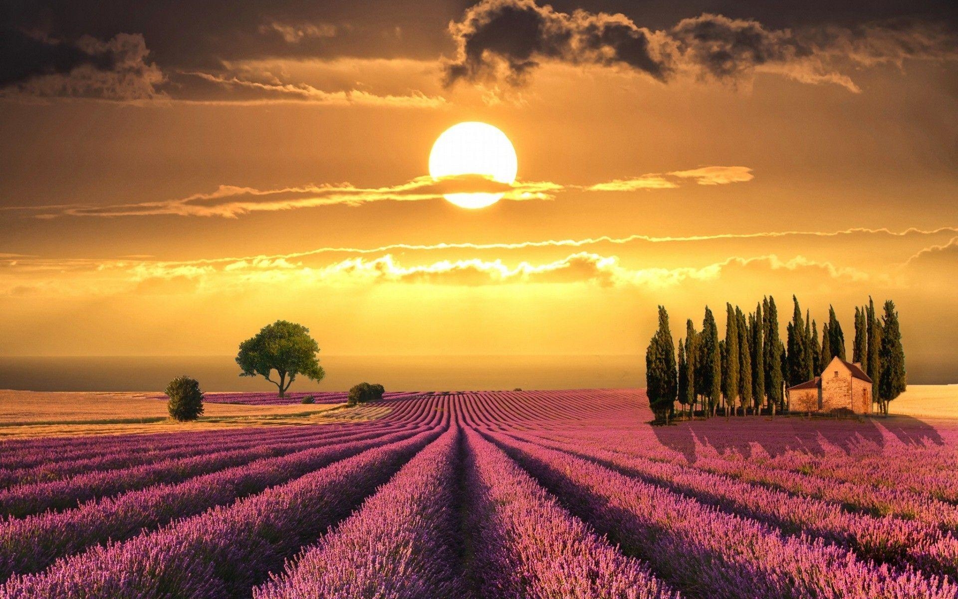 Sonnenuntergang, Lavendelfelder, Toskana, Italien, 1920x1200 HD Desktop