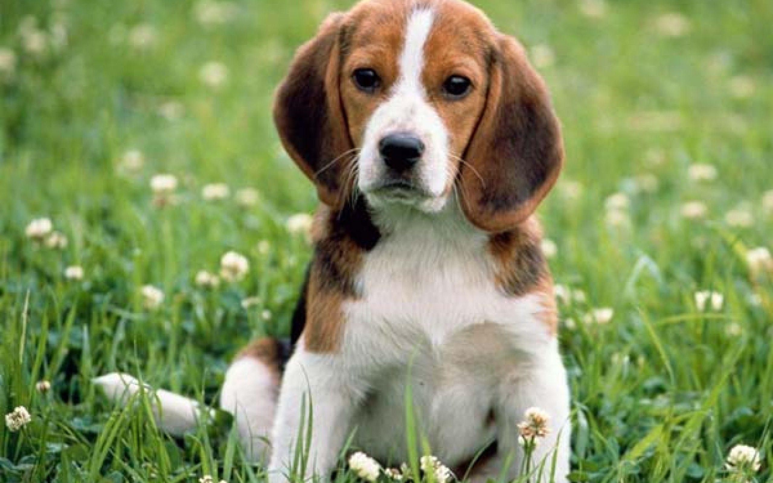 Beagle, HD, Hintergrund, Bild, Tierwelt, 2560x1600 HD Desktop