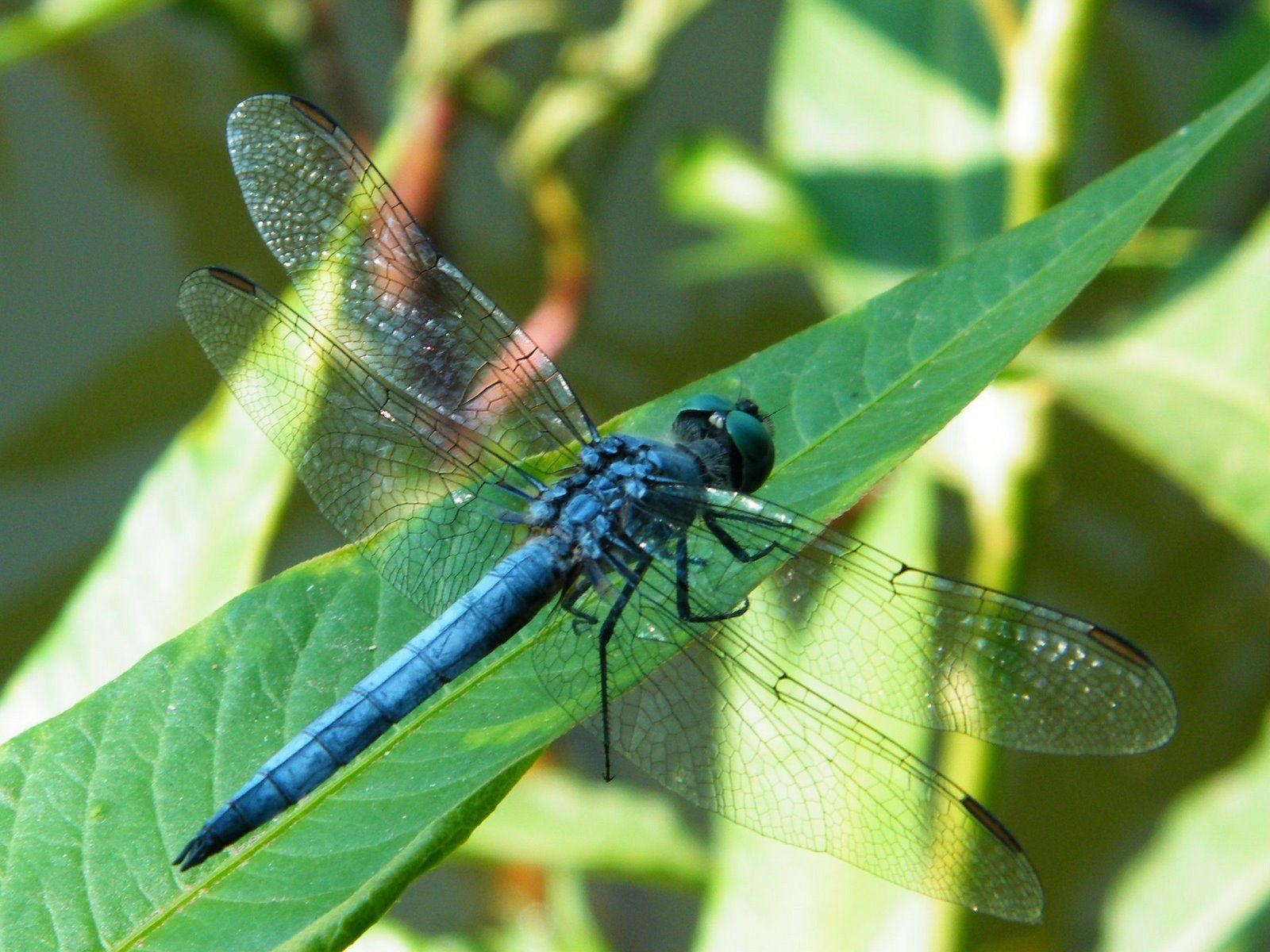 Blaue Libelle, Grüne, Natur, Hintergrund, Insekt, 1600x1200 HD Desktop