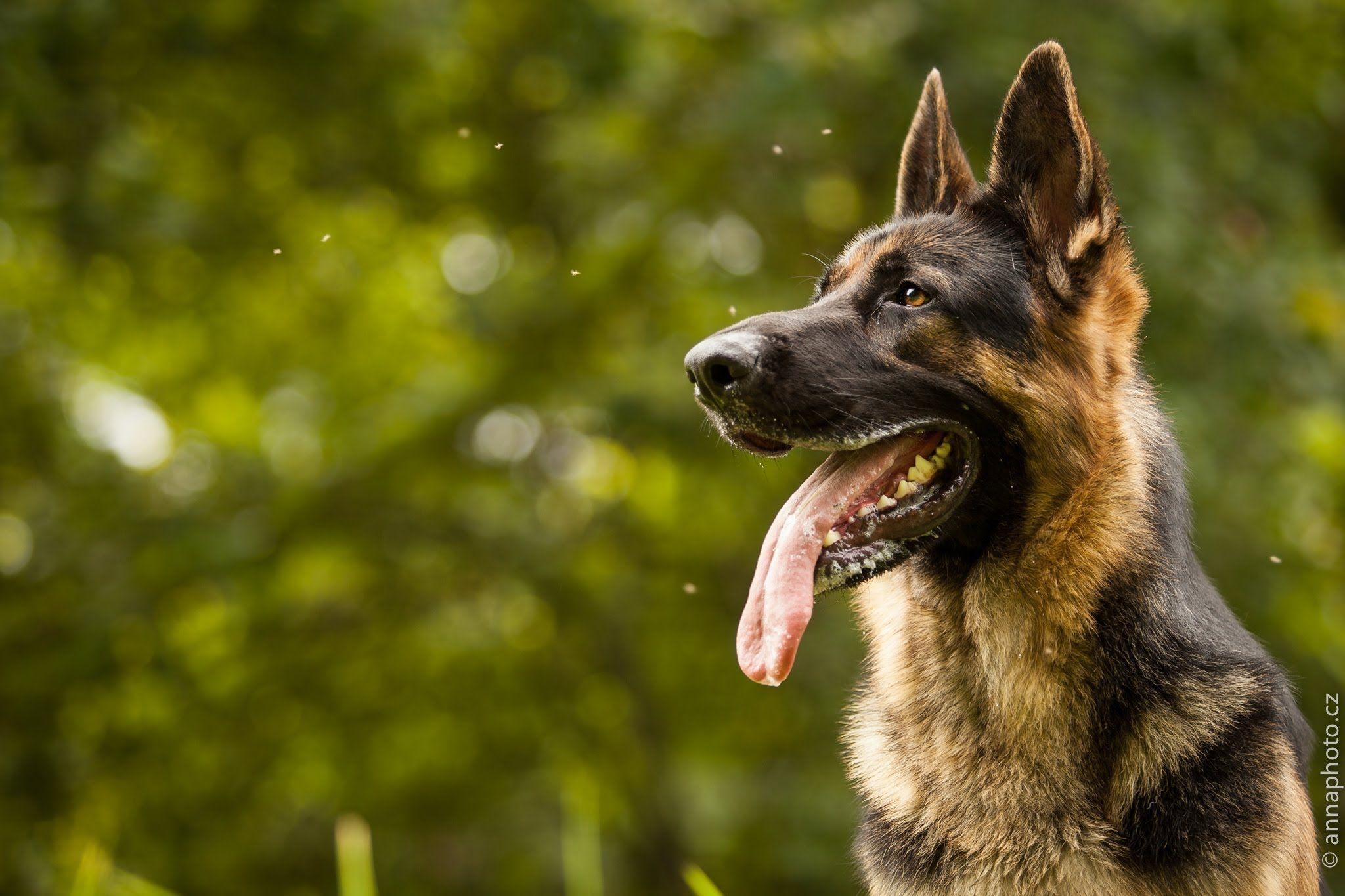 Schäferhund, HD Hundebild, Desktop Qualität, Tier Fotos, Desktop, 2050x1370 HD Desktop