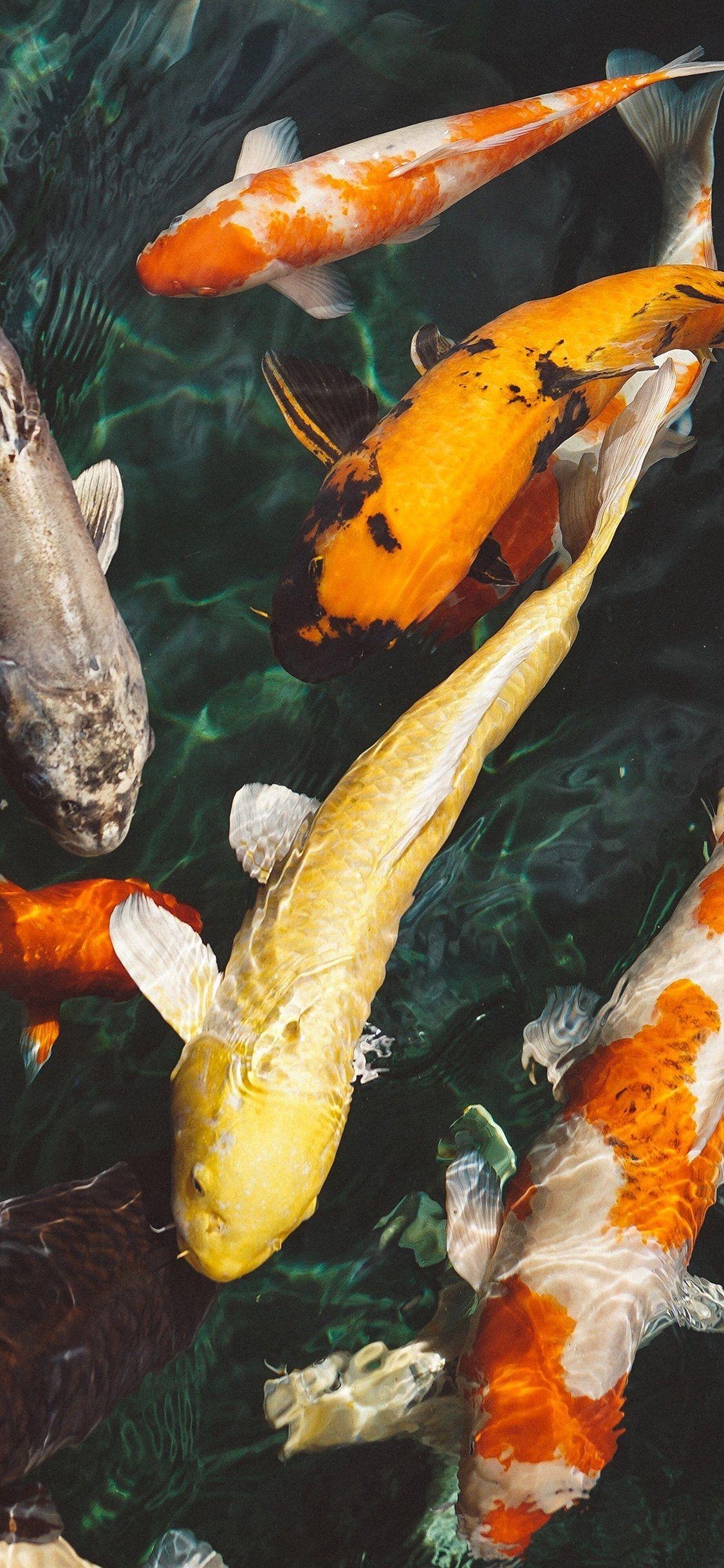 Koi, Fische, iPhone X, HD Bild, Kostenlos, 1130x2440 HD Handy