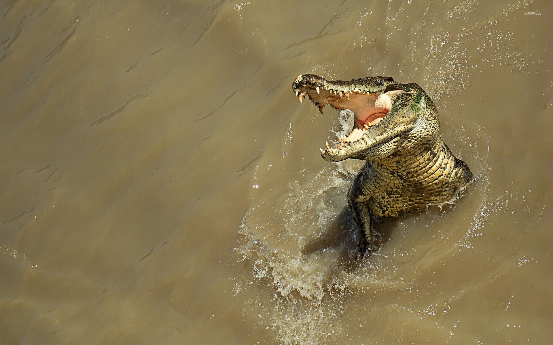 Alligator HD, Natur, Fluss, Reptilien, 1920x1200 HD Desktop