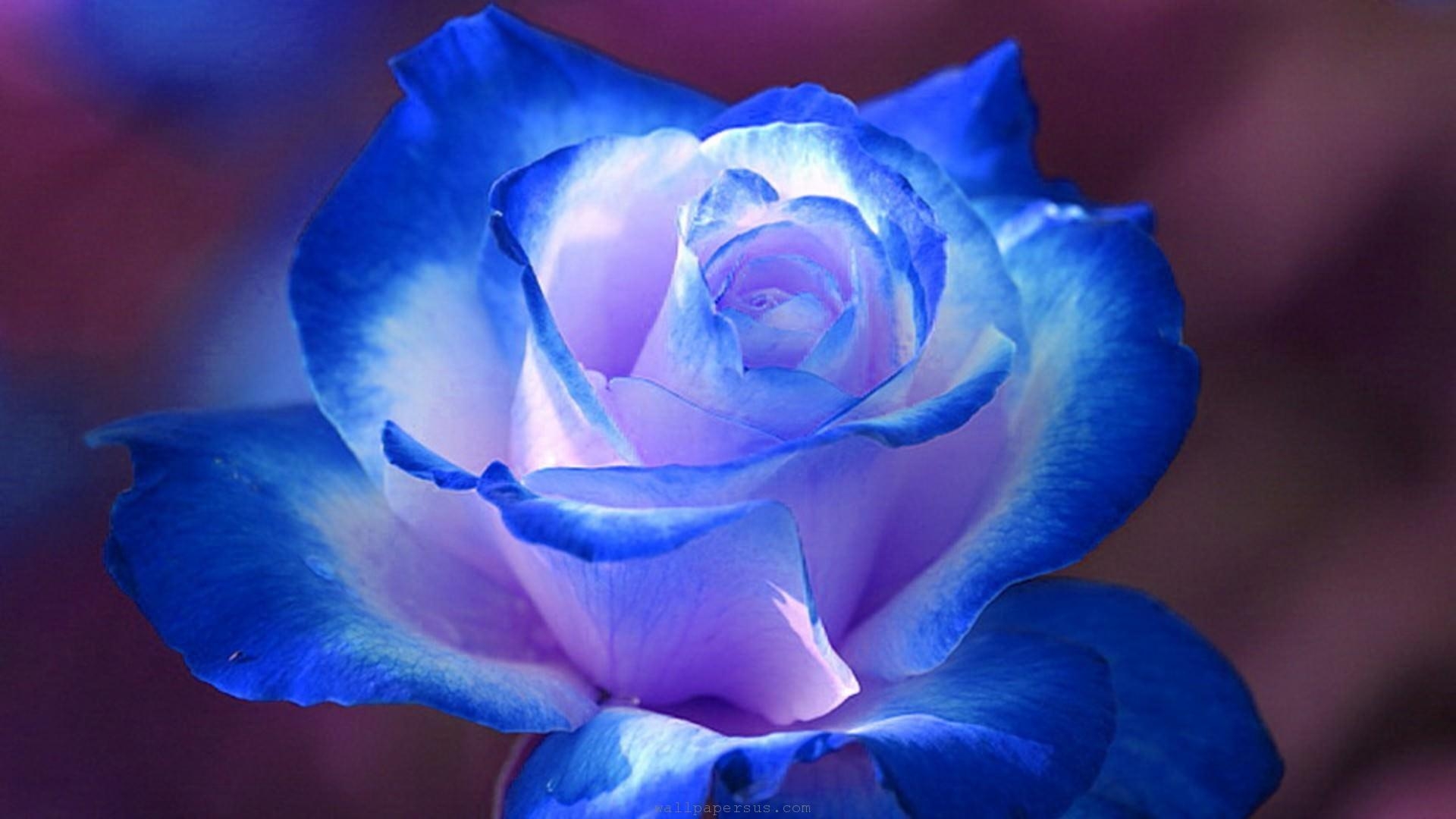 Blaue Rose, HD, Blumen, Natur, Neu, 1920x1080 Full HD Desktop