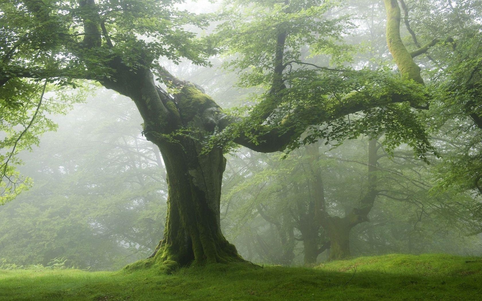 Baum, Natur, Ästhetik, HD, Freie, 1680x1050 HD Desktop