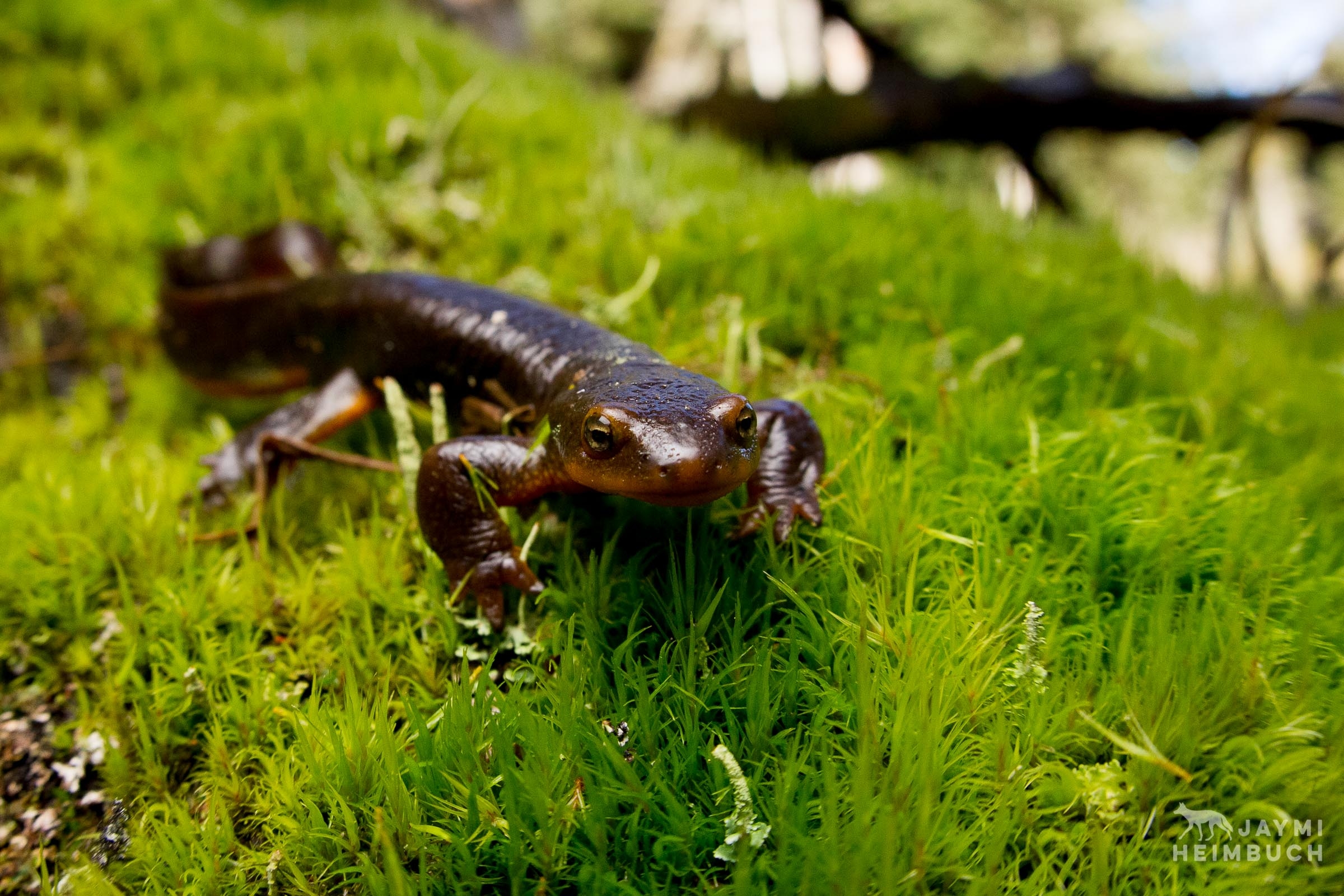 Molch, Gefährlich, Hintergrund, Tiere, Bild, 2400x1600 HD Desktop