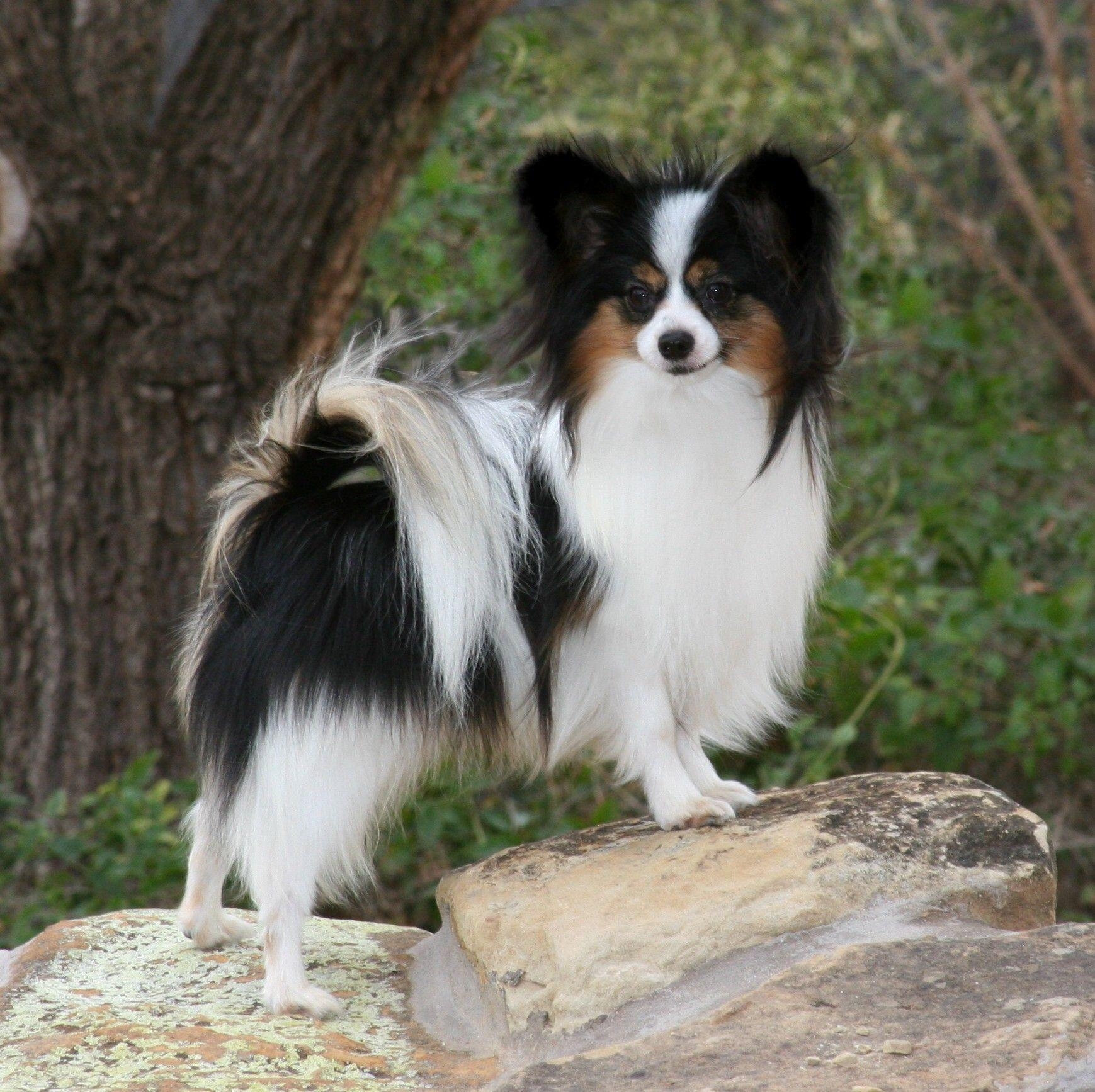 Papillon Hund, beste Fotos, Papillon Welpe, Tiere, 1740x1740 HD Desktop