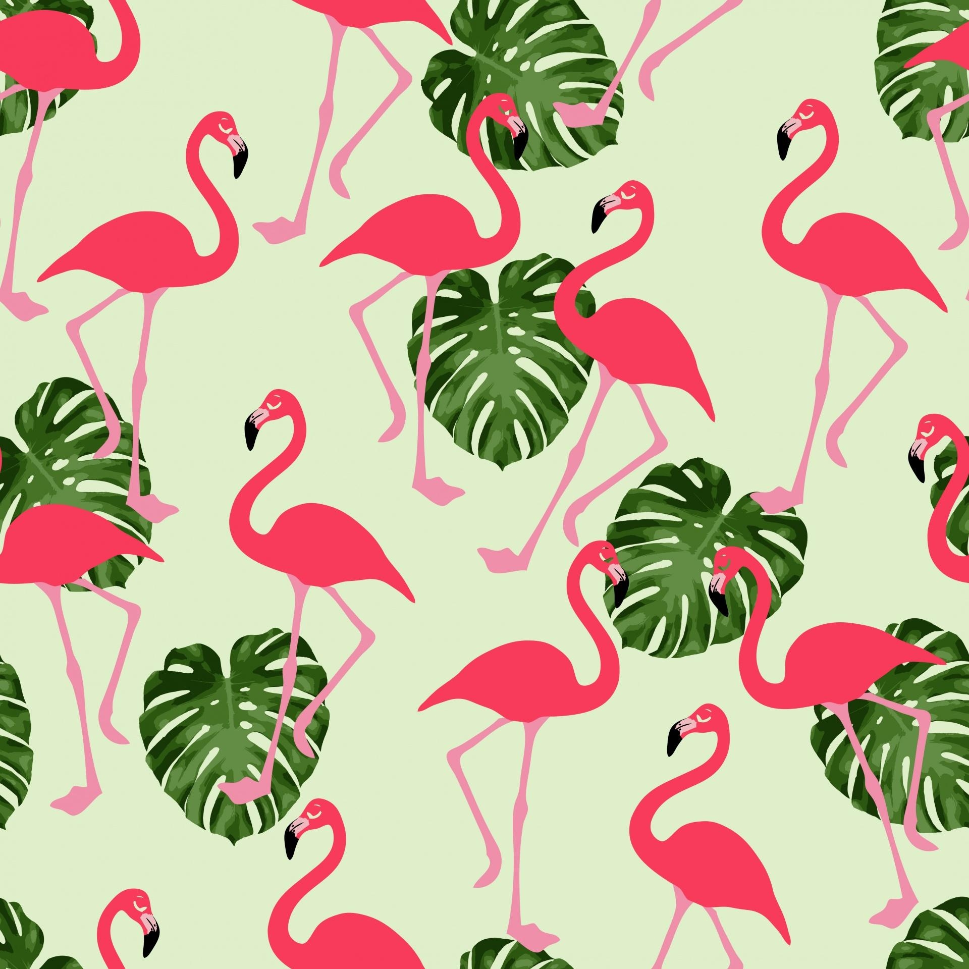 Flamingo, Hintergrund, Rosa, Tier, Bild, 1920x1920 HD Handy