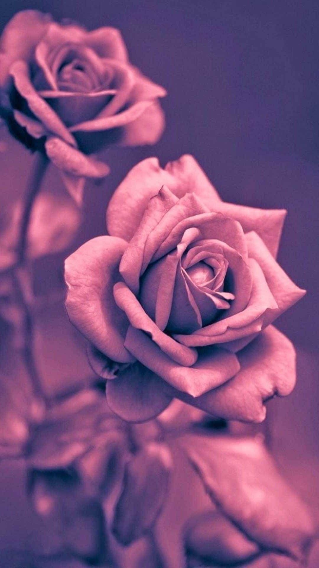 Rose, Hintergrund, iPhone, Bild, Natur, 1080x1920 Full HD Handy