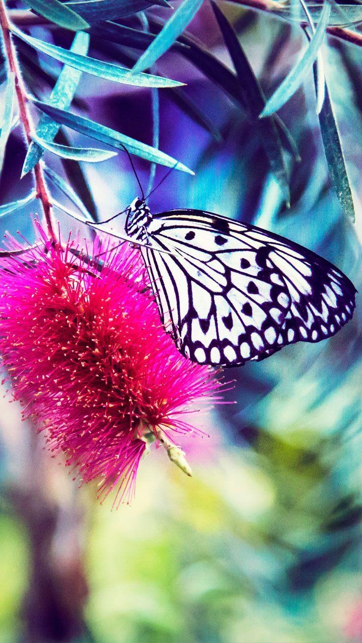 Tropisch, Schmetterling, iPhone, Original, 740x1310 HD Handy