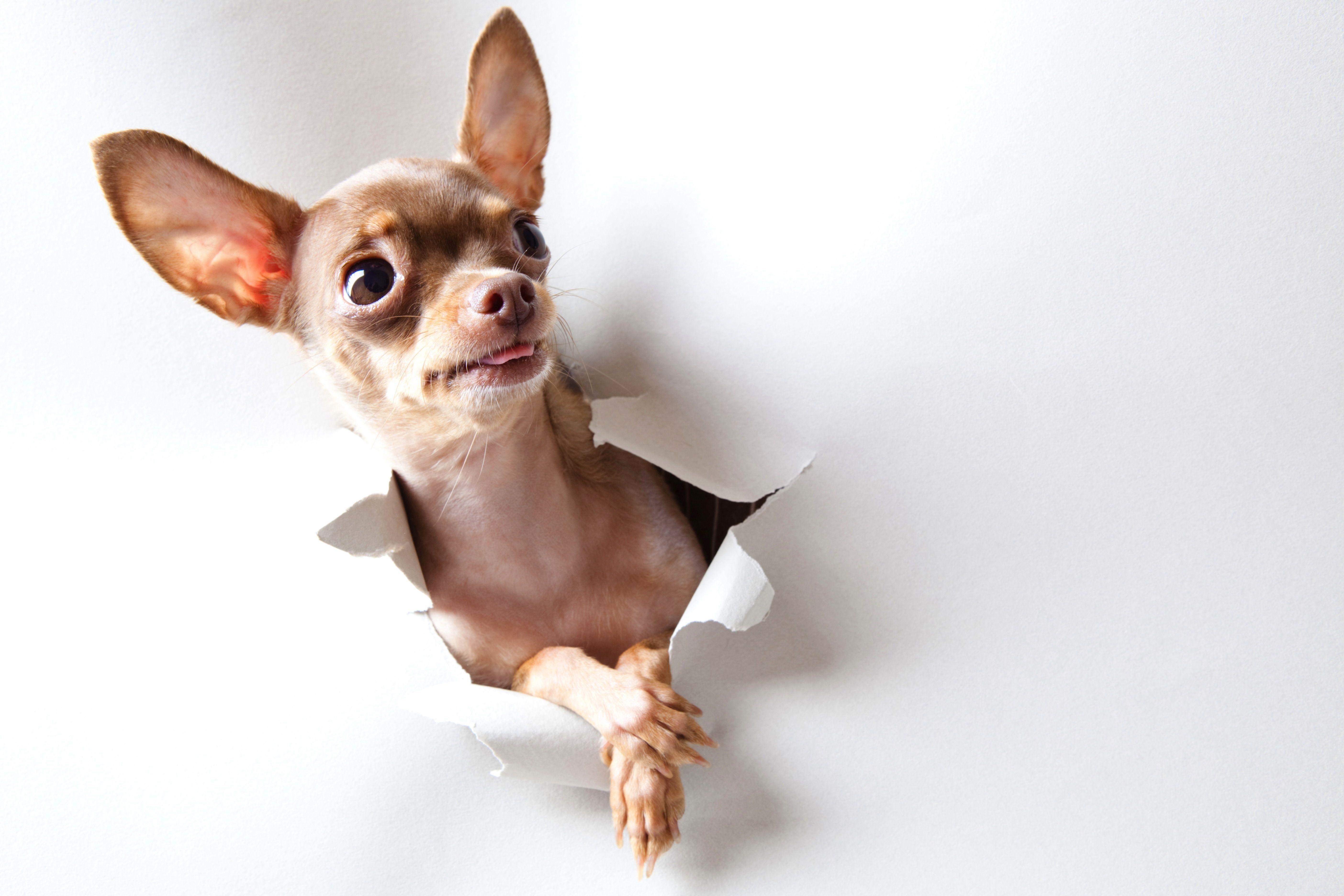 Chihuahua, HD, Hintergrund, Bild, Tier, 5620x3750 4K Desktop