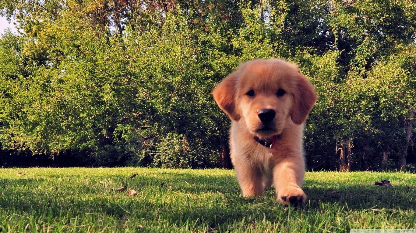 Golden Retriever, Laptop, Desktop, Hintergrund, Bild, 1370x770 HD Desktop