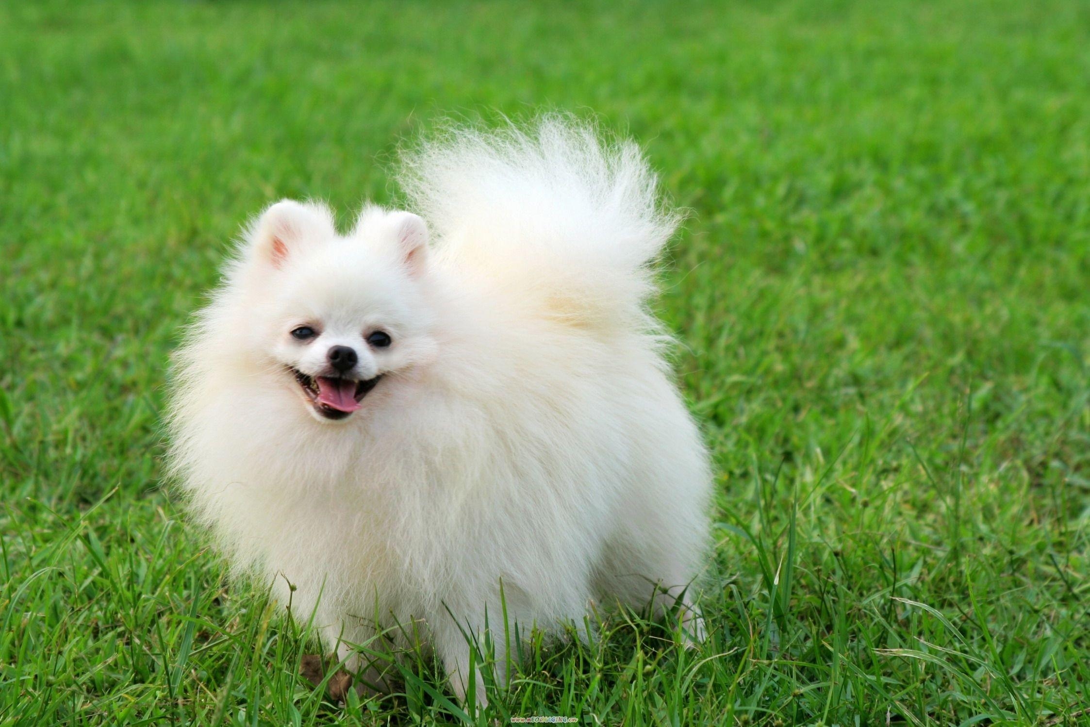 Pomeranian Hund, HD, Hintergrund, Niedlich, Hunde, 2250x1500 HD Desktop