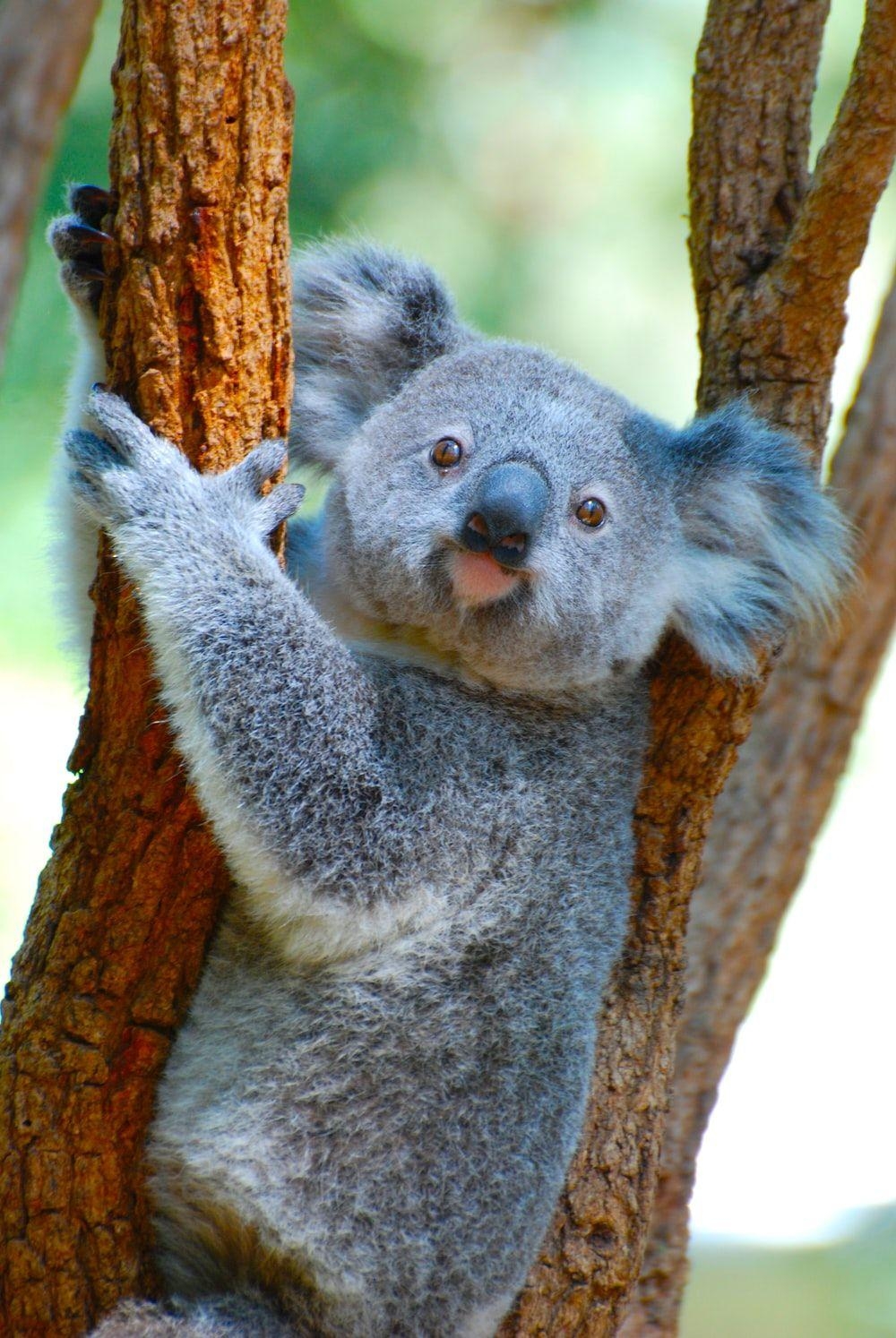 Koala, Bild, Australien, Kostenlos, Download, 1000x1500 HD Handy