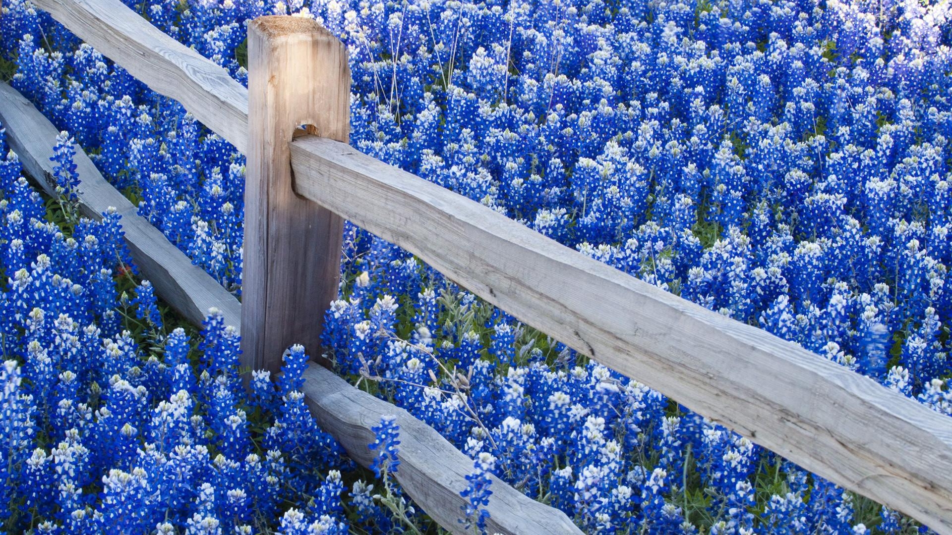 Texas Bluebonnets, Natur, Landschaft, Blumen, USA, 1920x1080 Full HD Desktop