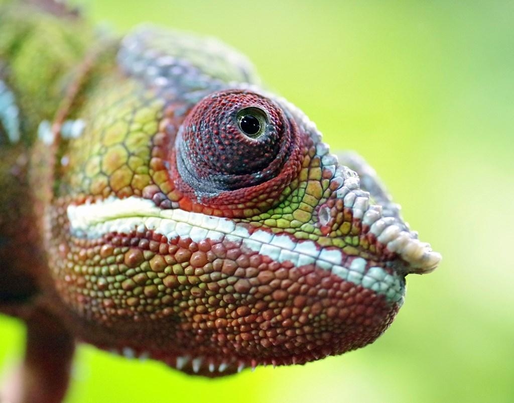 Echsen Hintergrund, Android, Reptilien, Mobilgerät, Tierwelt, 1030x810 HD Desktop