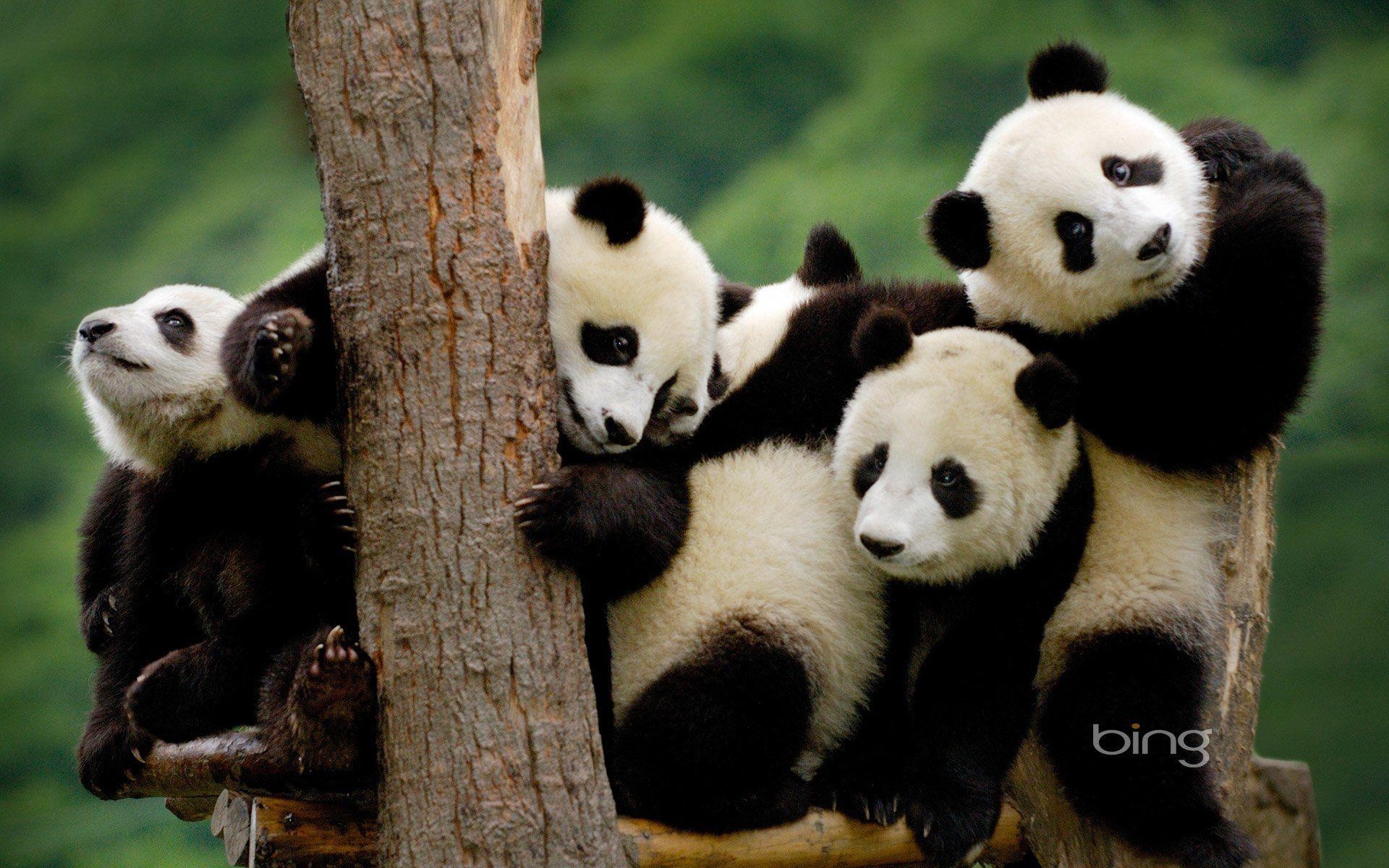 Panda, HD, Hintergrund, Tier, Bild, 1920x1200 HD Desktop