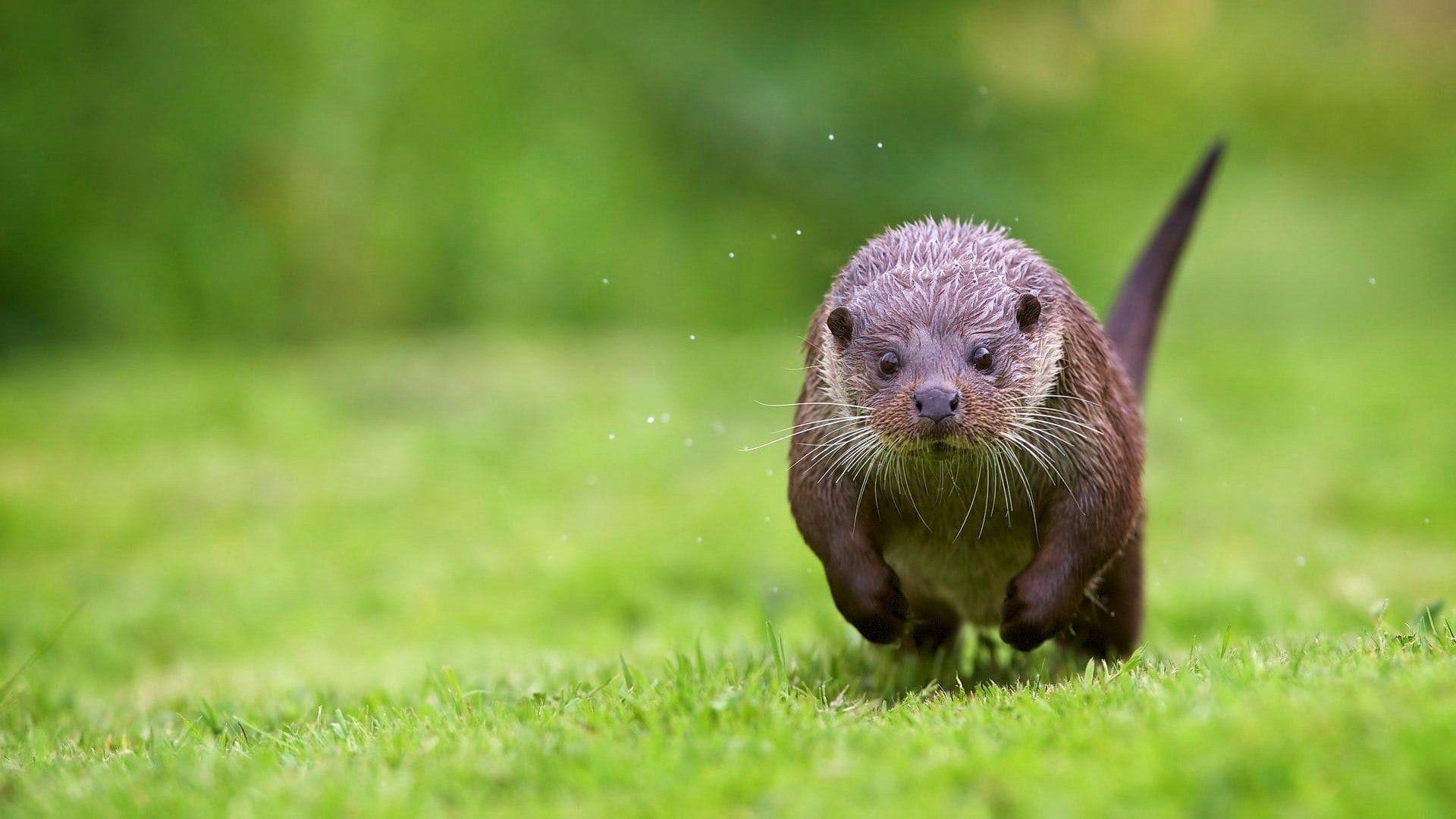 Otter, Pelztier, Ozean, Natur, HD, 1920x1080 Full HD Desktop