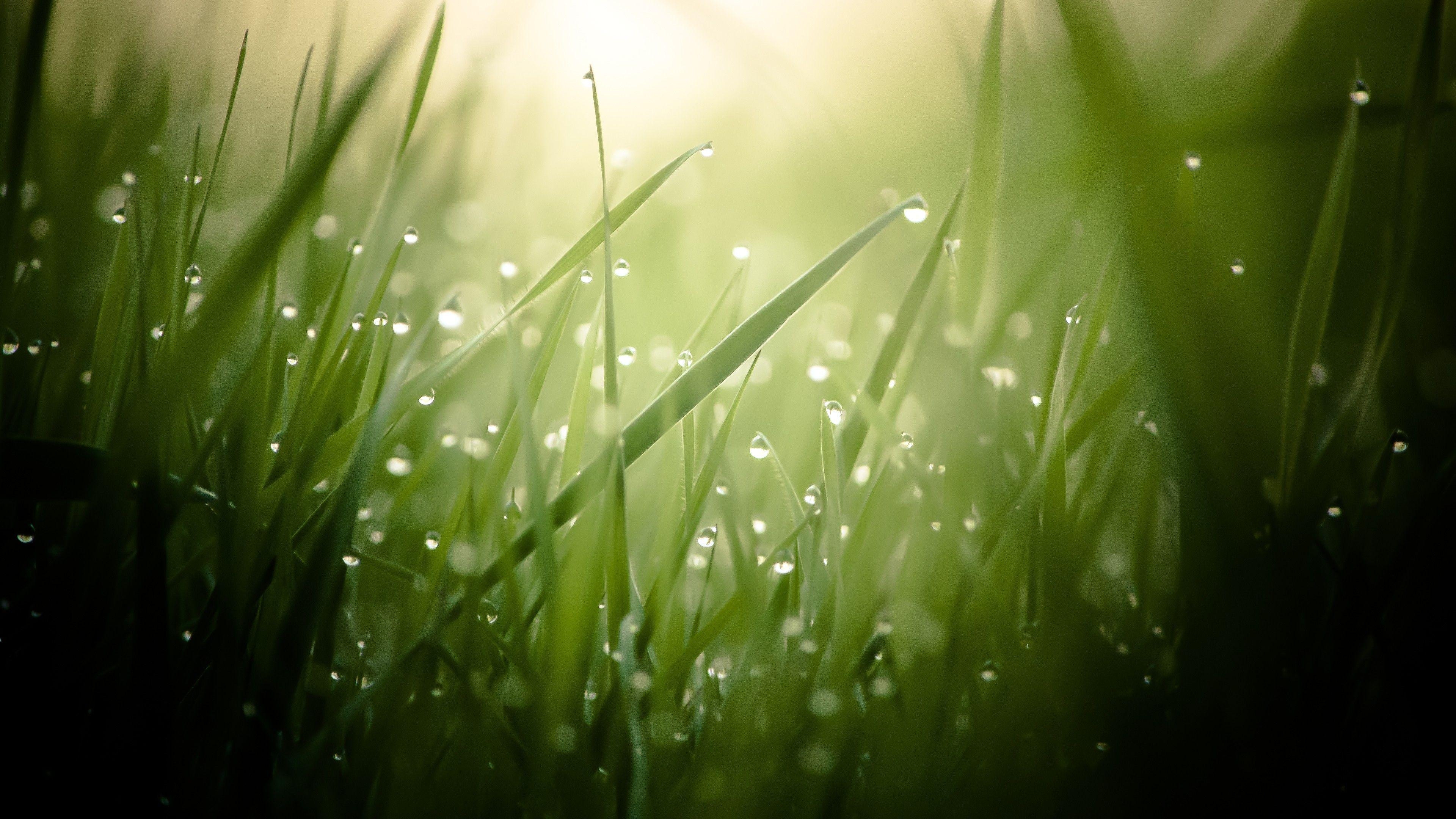 Gras, 4K HD, Tropfen, Tau, Sonne, 3840x2160 4K Desktop