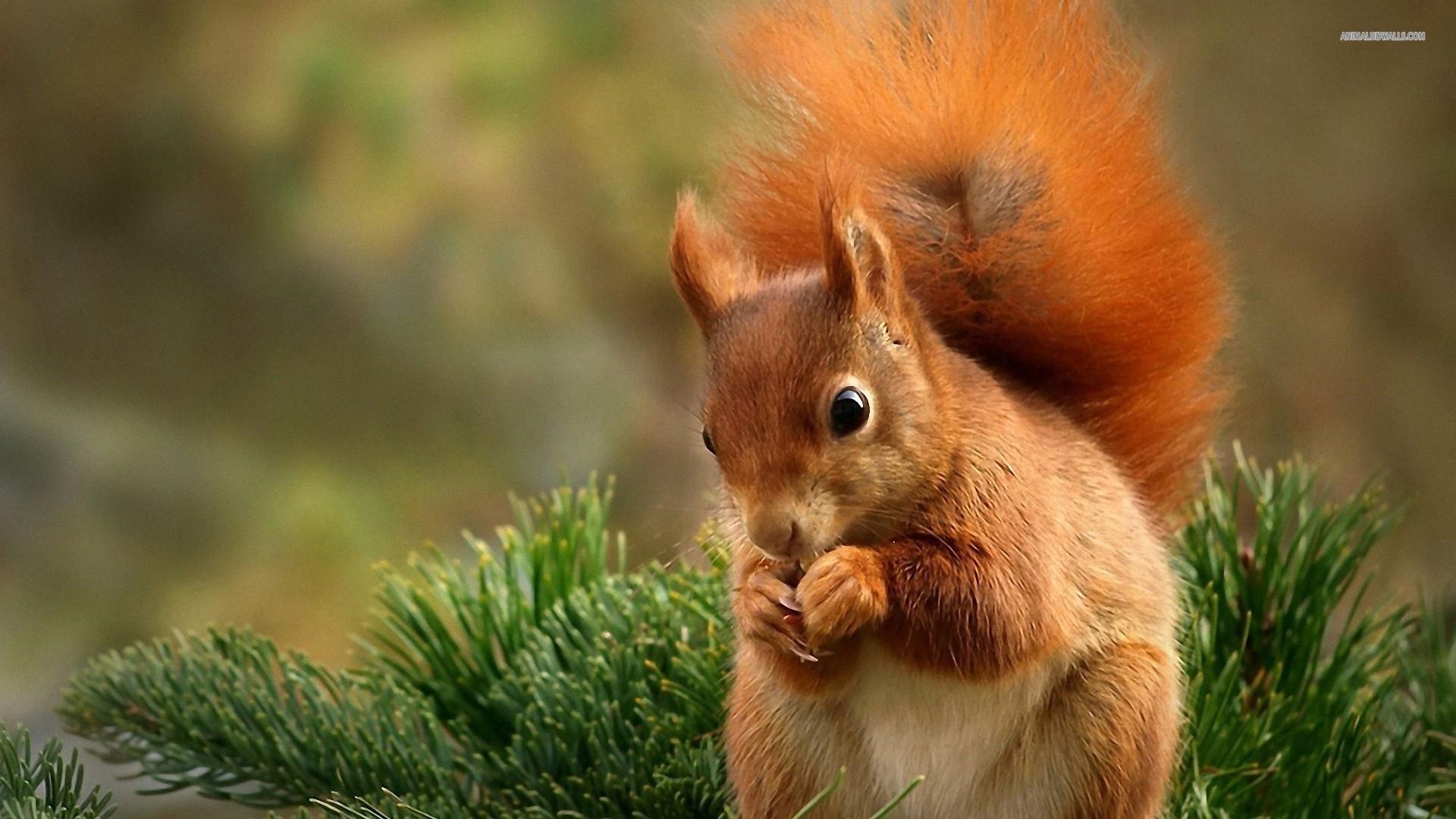 Eichhörnchen, 24 x 1080, Bildschirm, Bild, Foto, 1920x1080 Full HD Desktop