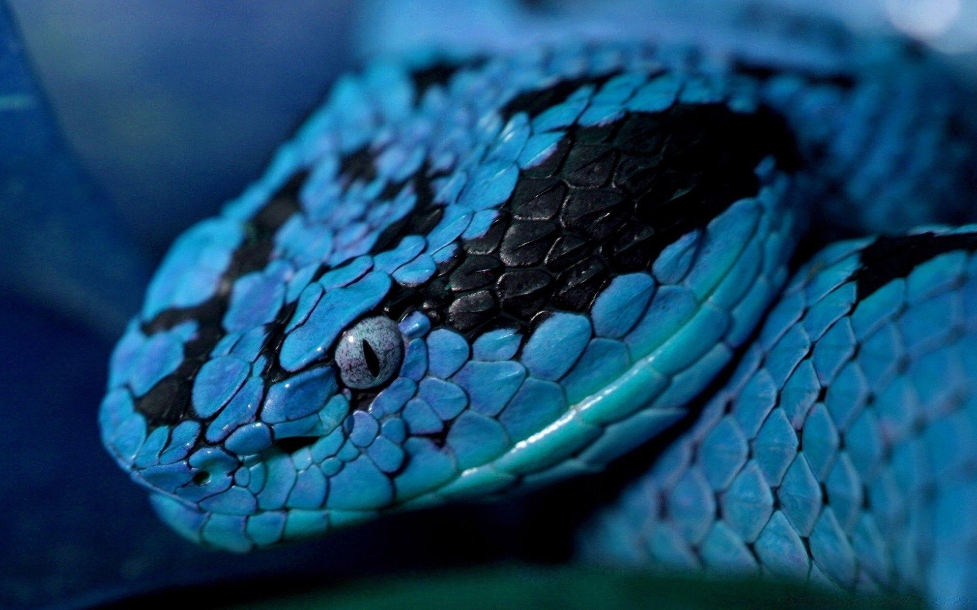 Blaue Schlange, Reptilien, Exotisch, Farben, 1920x1200 HD Desktop