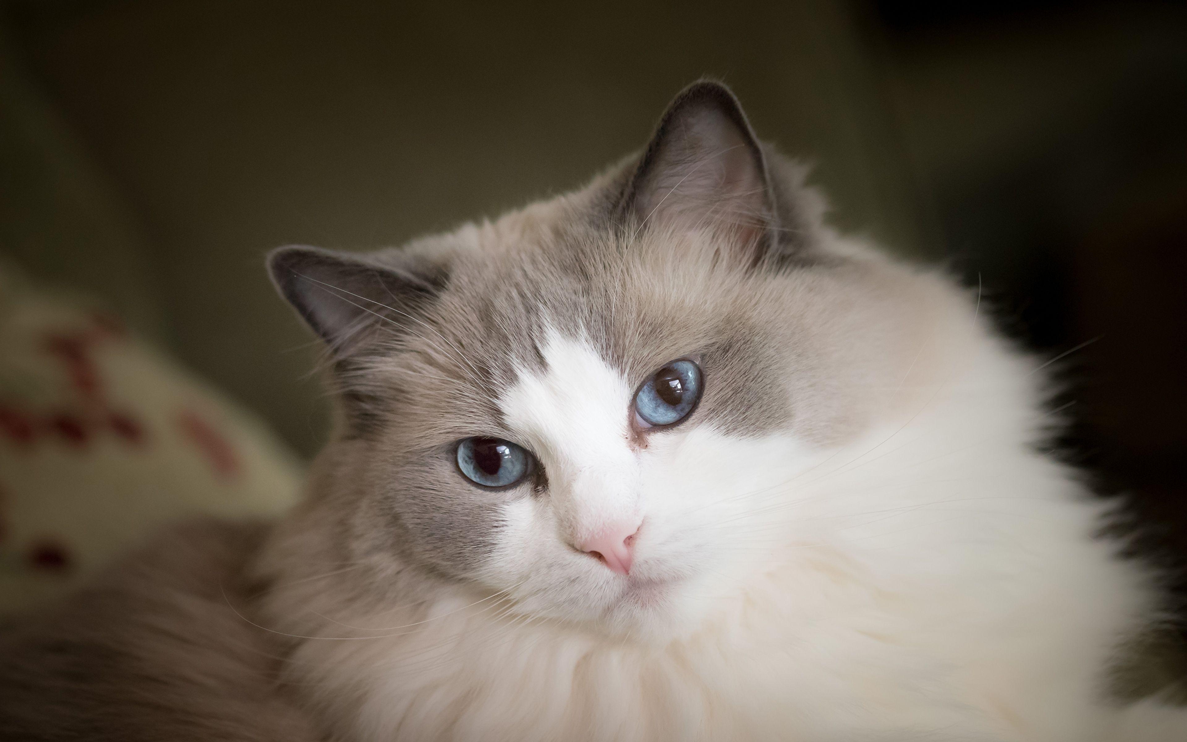 Ragdoll, Fluffy, Blick, Tiere, Schön, 3840x2400 4K Desktop