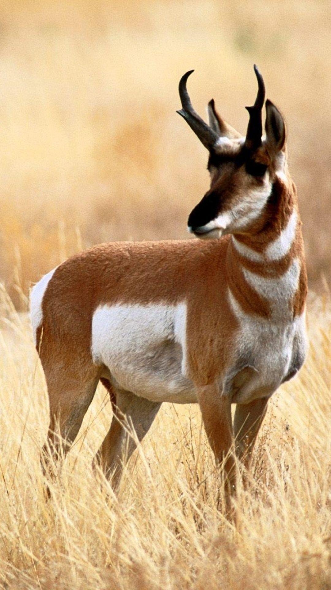 Antilope, Wildtiere, Hintergrund, Bild, Savannah, 1080x1920 Full HD Handy