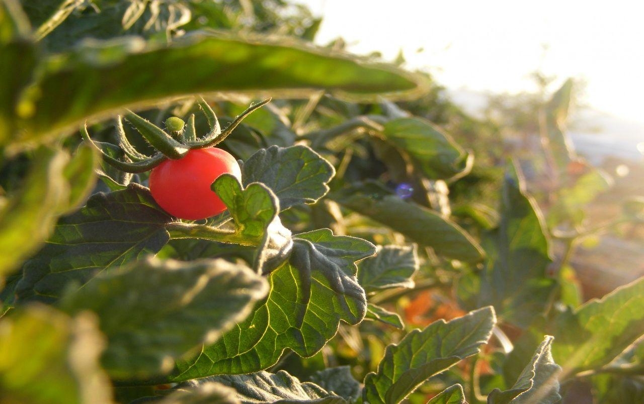 Tomate, Hintergrundbild, Lebensmittelbild, Gesundheitsfördernd, Rot, 1280x810 HD Desktop