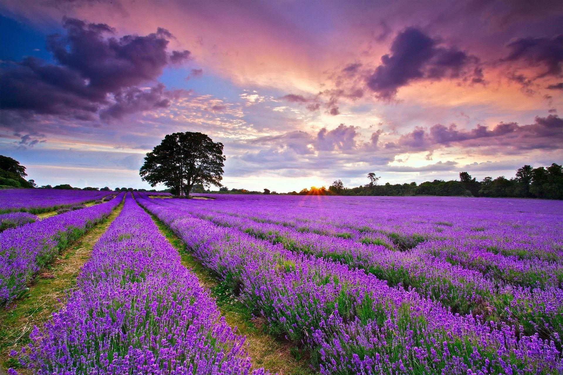 Lavendel, Landschaft, Natur, Lila, Blütenpracht, 1920x1280 HD Desktop