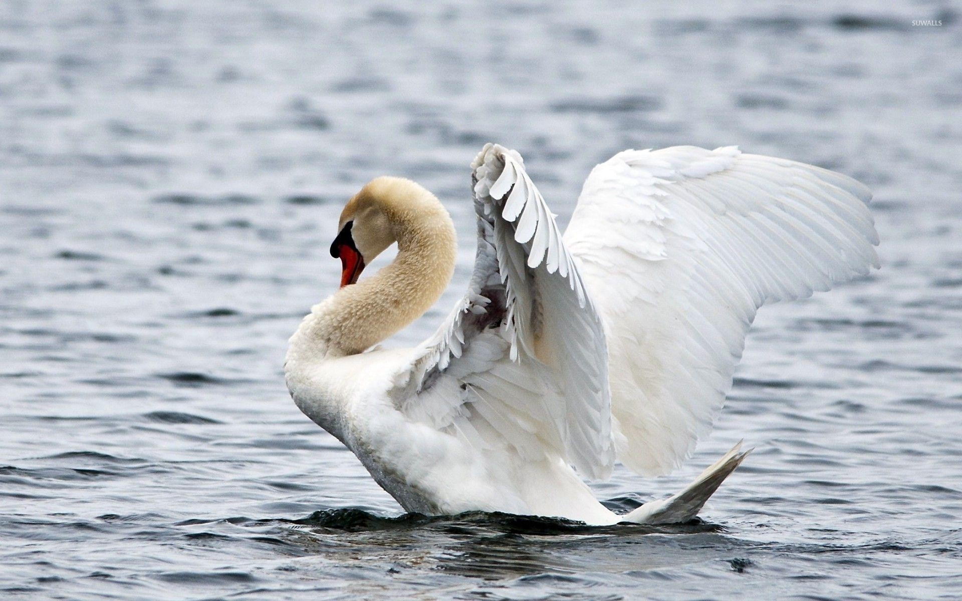 Schwan, Fliegen, Hintergrund, Tiere, Bild, 1920x1200 HD Desktop