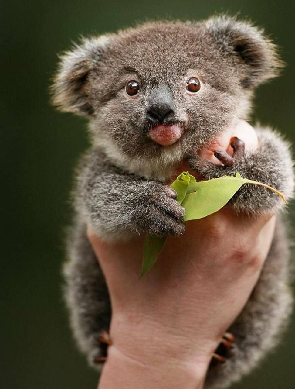 Baby-Koala, Jungtier, flauschig, Australien, Natur, 980x1280 HD Handy