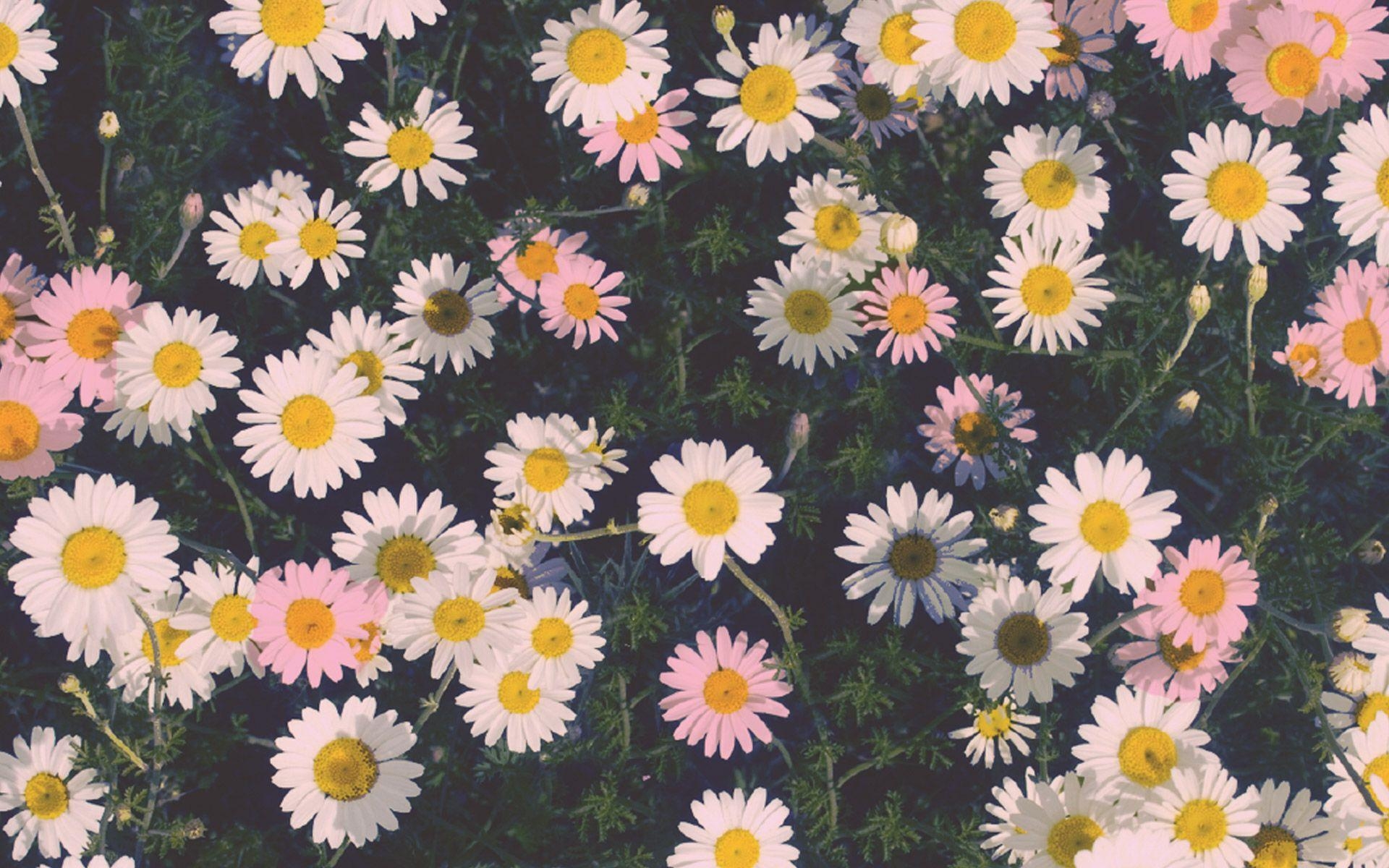 Blumen, Niedlich, Gänseblümchen, Desktop, Hintergrund, 1920x1200 HD Desktop