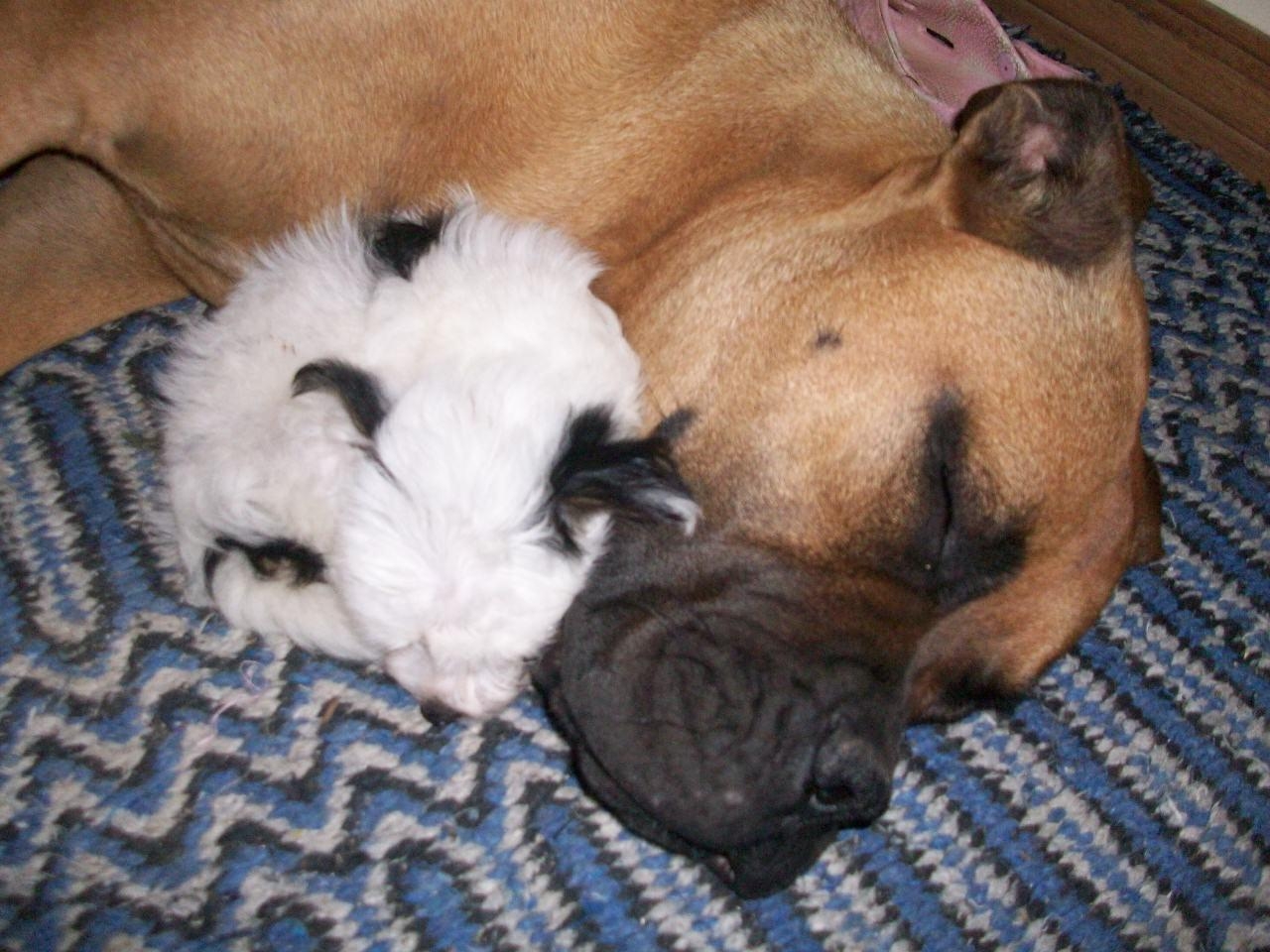 Schöner Bullmastiff, Tiere, Hund, Rasse, Porträt, 1280x960 HD Desktop