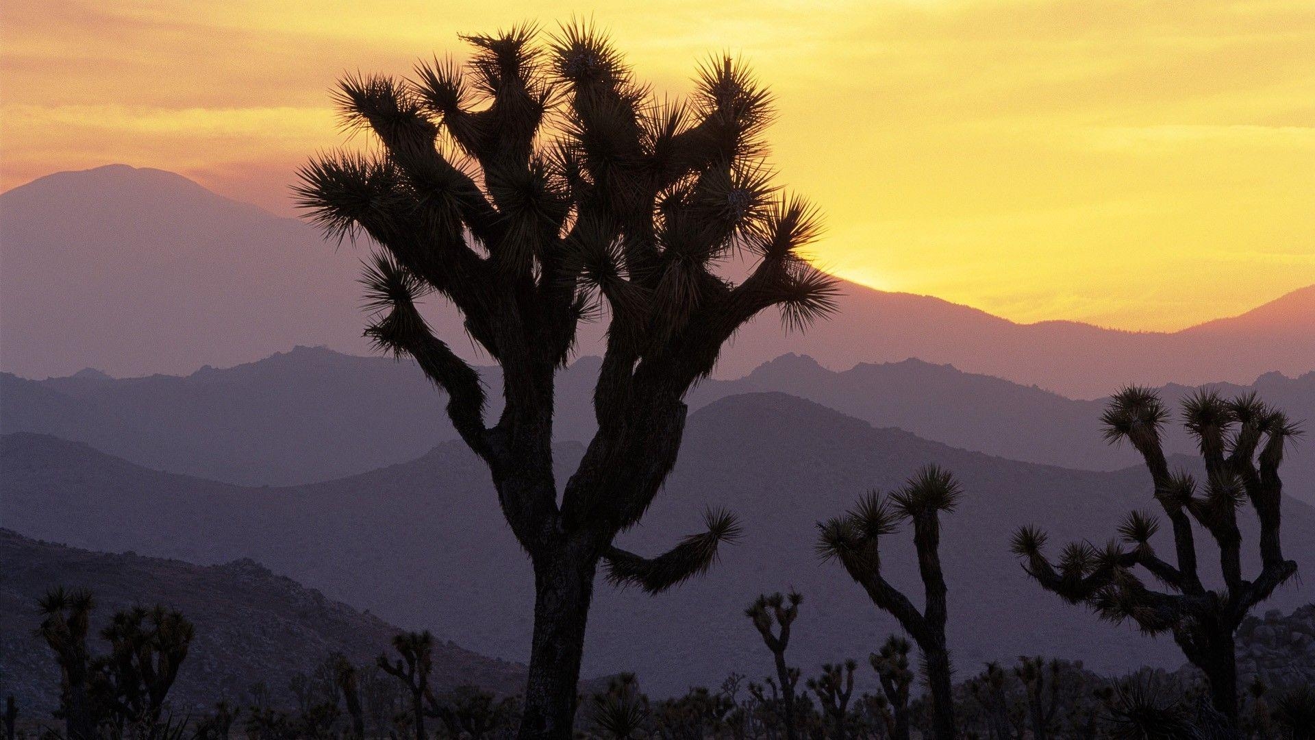 Joshua Tree, Sonnenuntergang, Nationalpark, Kalifornien, Hintergrund, 1920x1080 Full HD Desktop