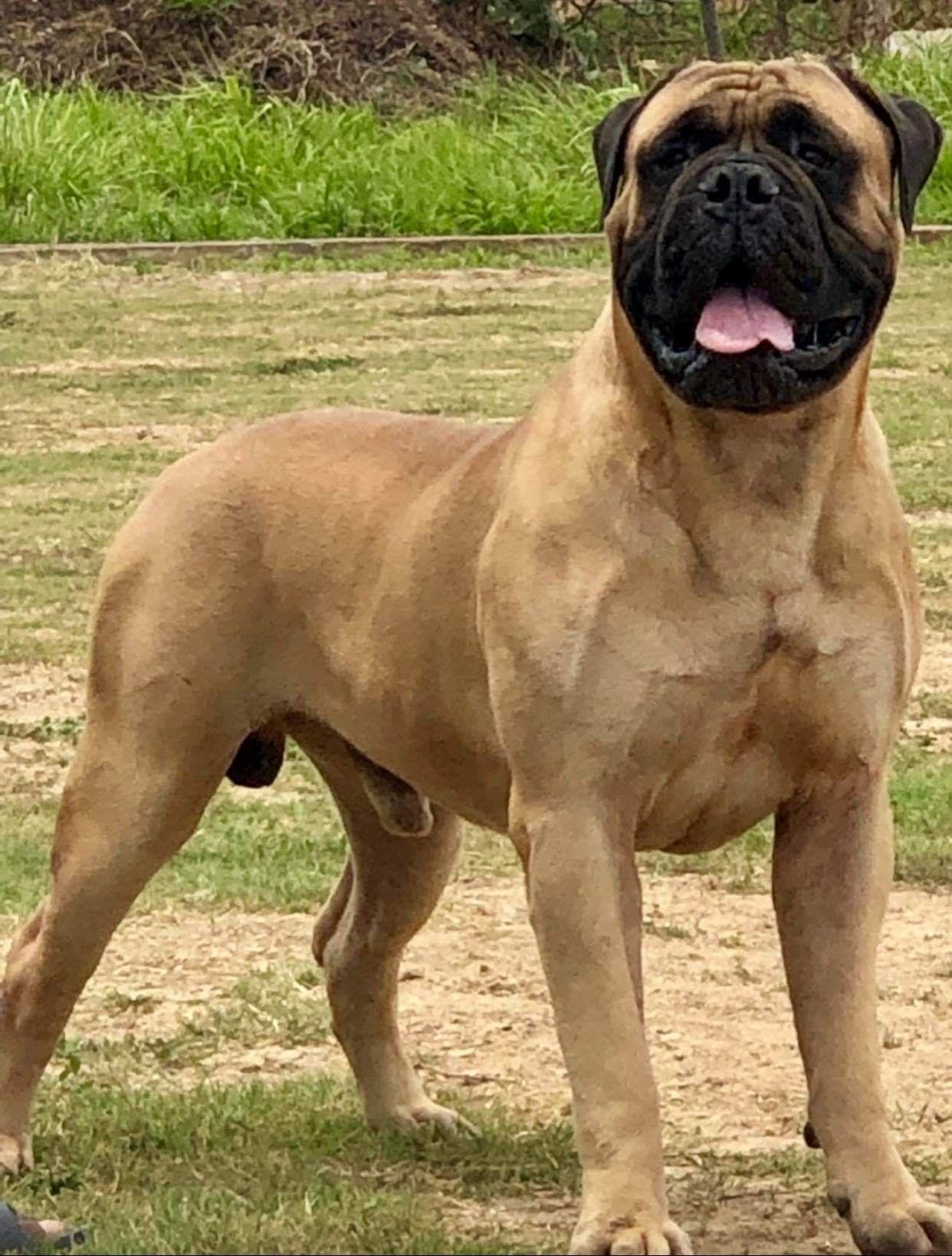 Bullmastiff, Hund, Haustiere, Tiere, Rasse, 1250x1640 HD Handy