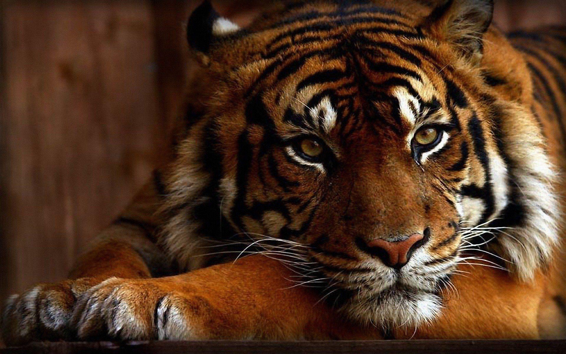 Tiger, HD Bild, Hintergrund, Natur, Tierwelt, 1920x1200 HD Desktop