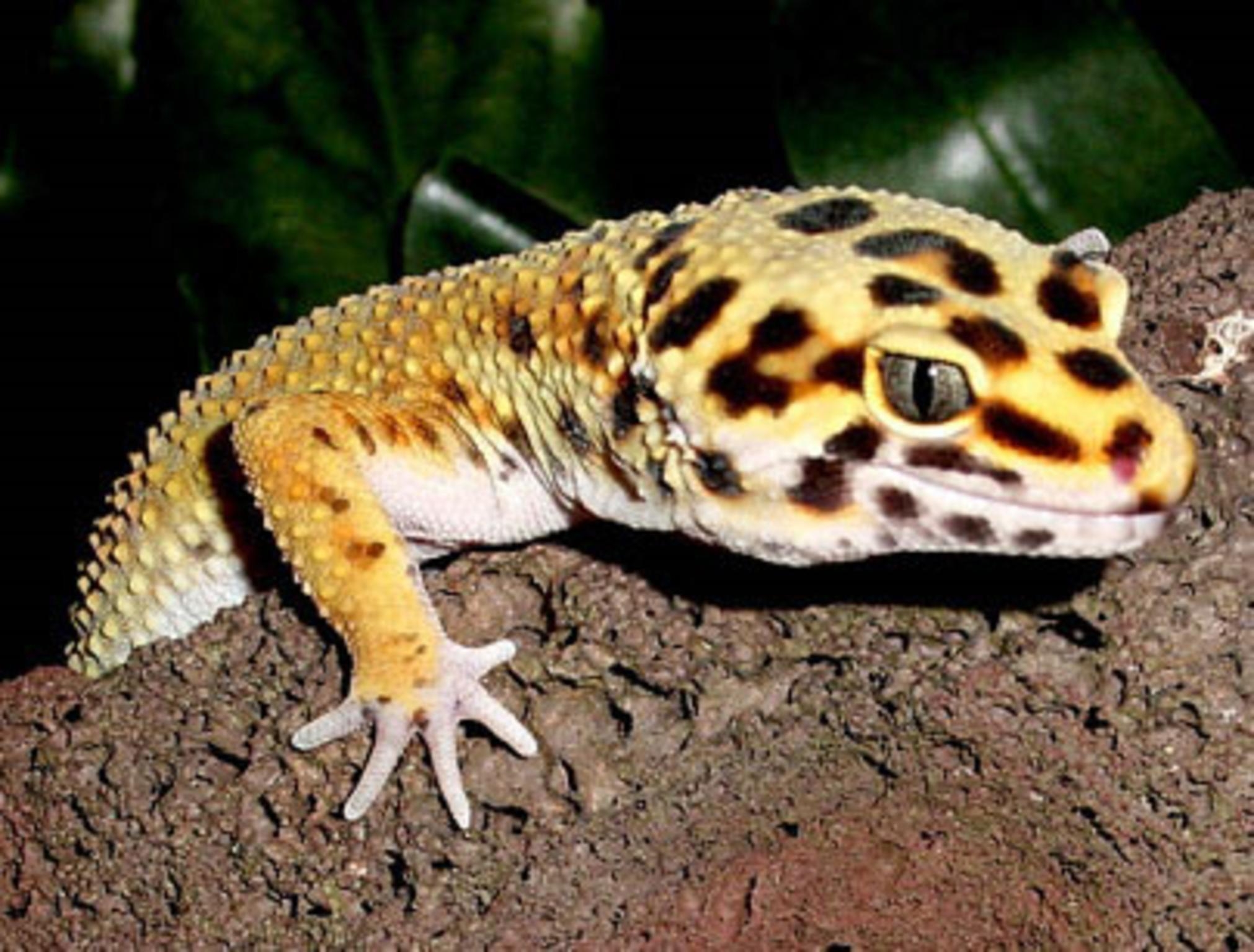 Leopardengecko, Tier, Hintergrund, Reptil, Exotisch, 2030x1540 HD Desktop