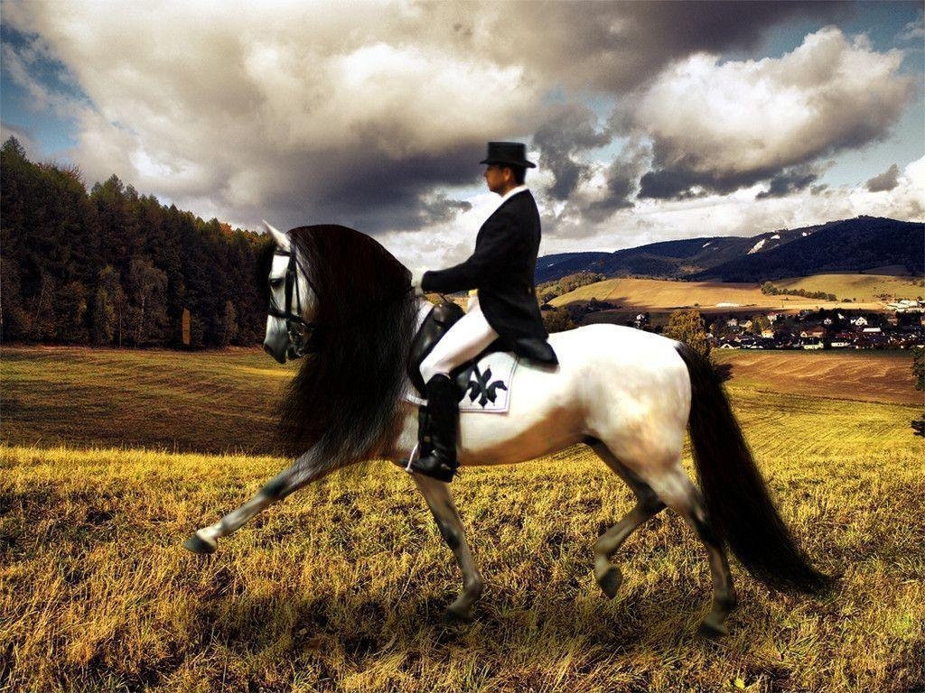 Dressurreiten, Eleganz, Sport, Reiten, Kunst, 1030x770 HD Desktop