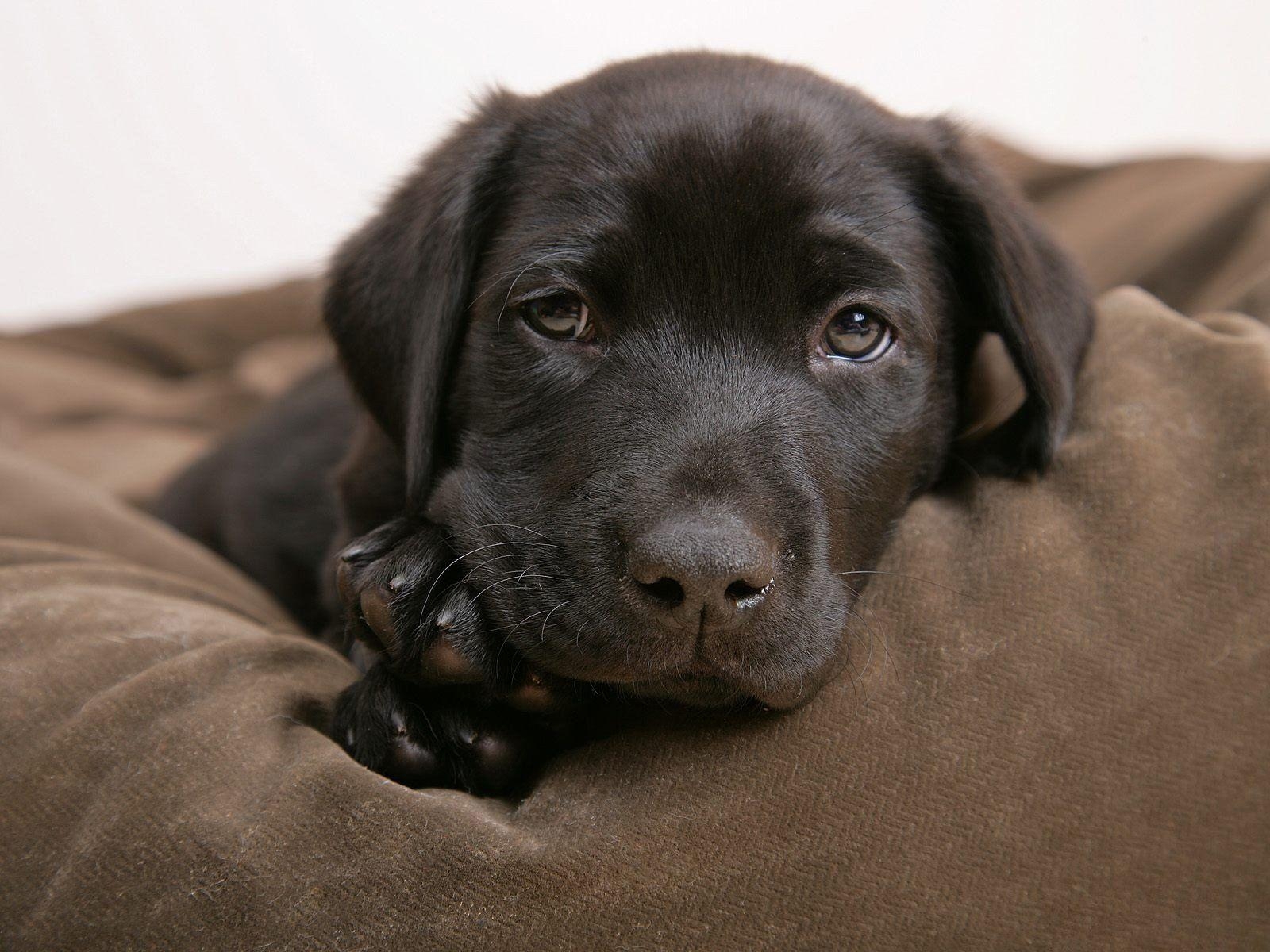 Labrador Retriever, Tiere, HD, Hintergrund, Hund, 1600x1200 HD Desktop