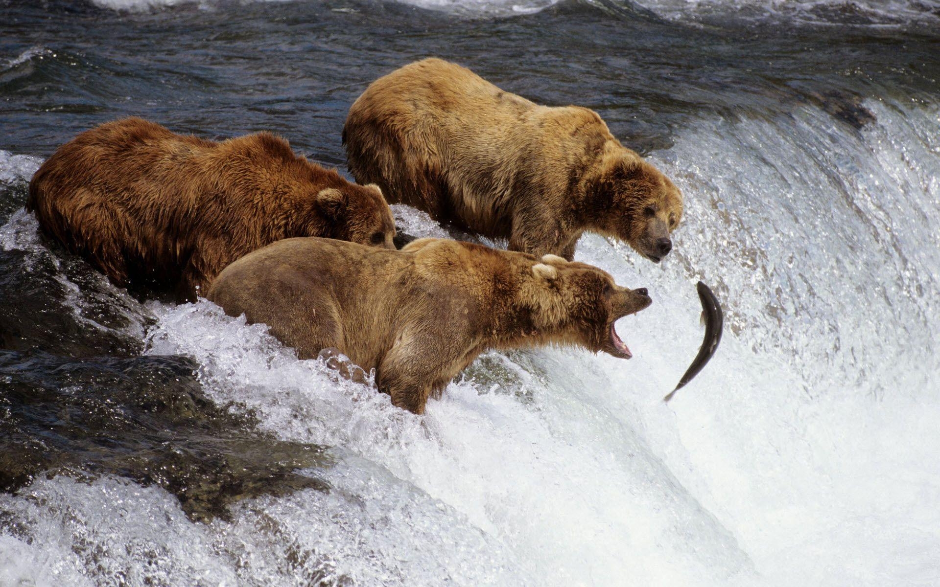 Alaska, Braunbären, Wildtiere, Natur, Tapete, 1920x1200 HD Desktop