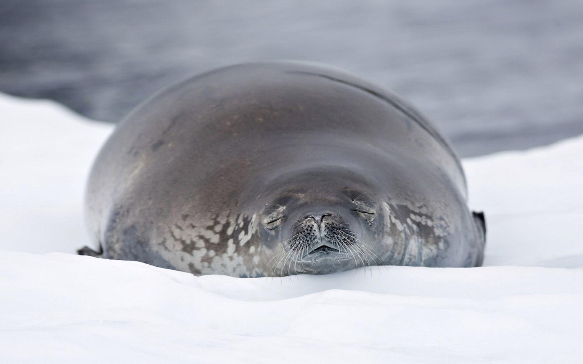 Seelöwe, 1200px, Natur, Meerestiere, Bild, 1920x1200 HD Desktop