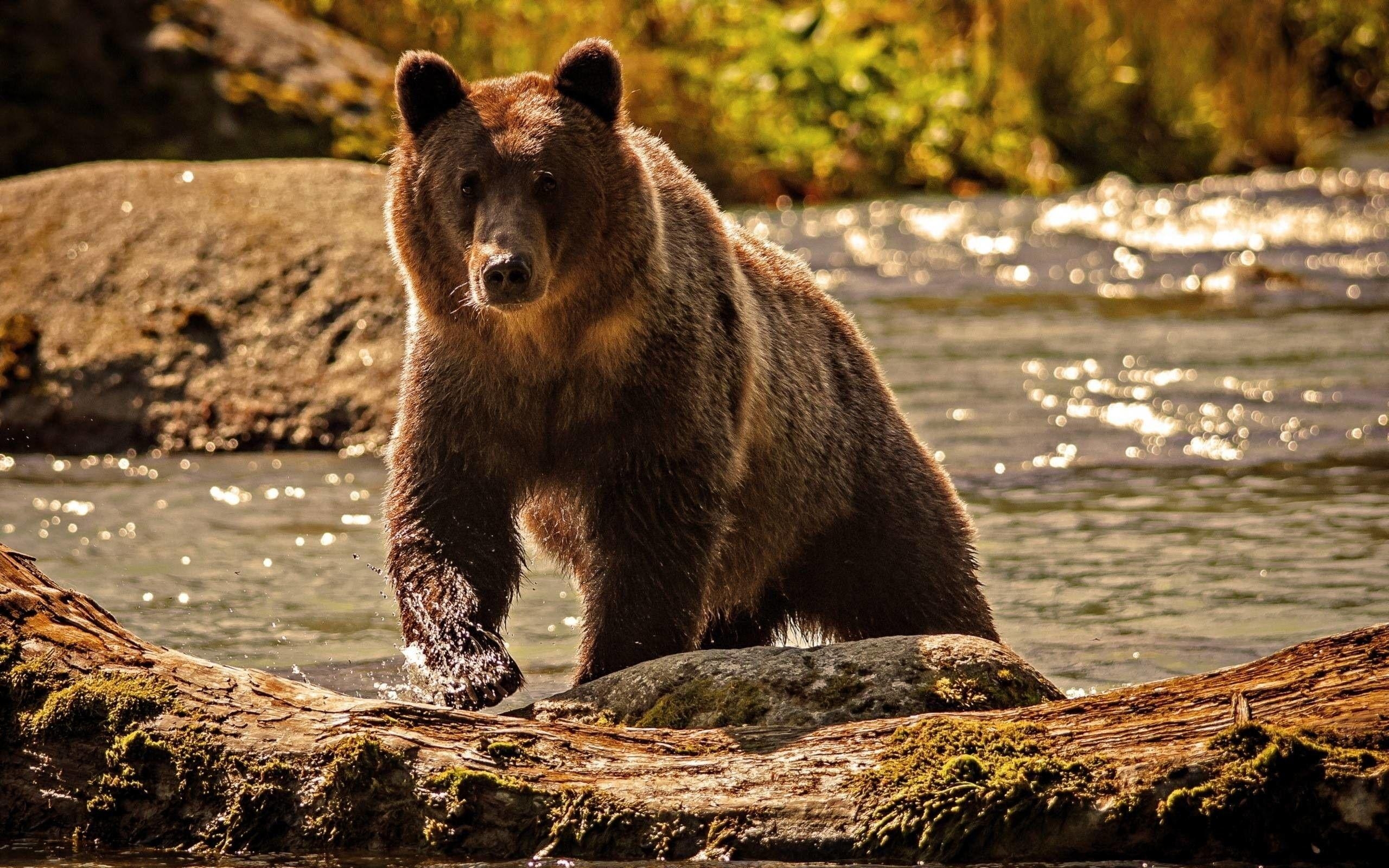 Grizzlybär, Natur, Braun, Tier, Hintergrund, 2560x1600 HD Desktop