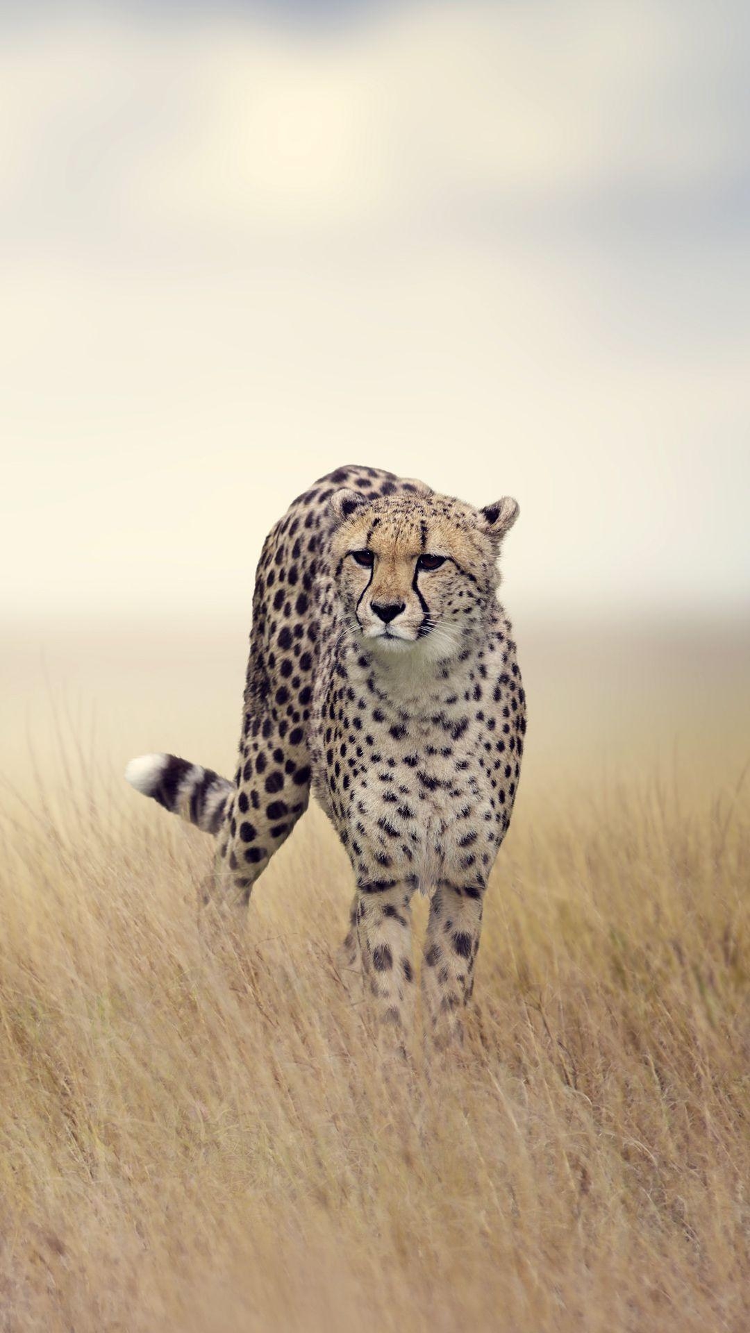 Gepard, iPhone 6s Plus, Tiere, Hintergrund, mobi, 1080x1920 Full HD Handy