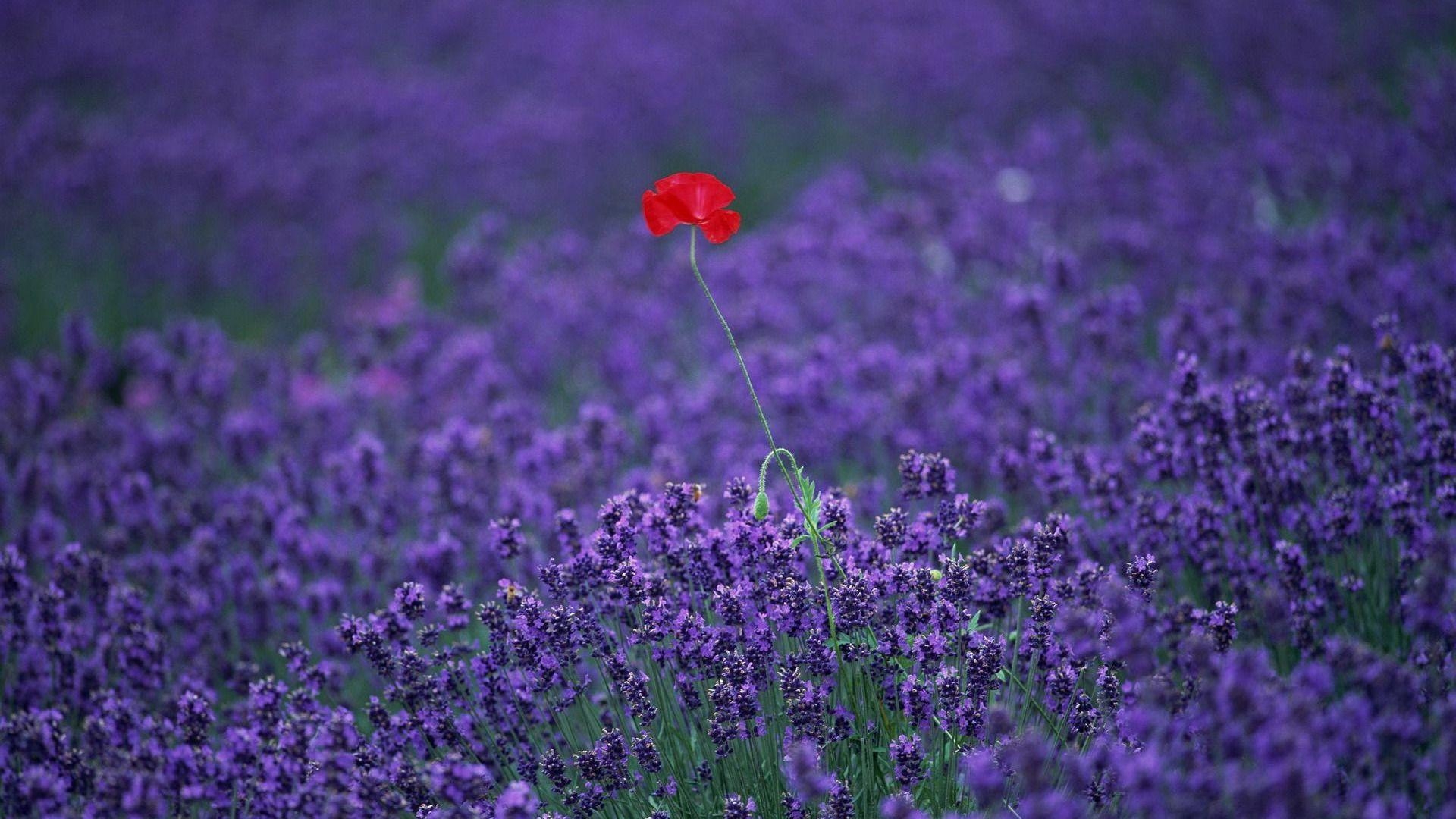 Lavendel, HD, Natur, Hohe Auflösung, Lila, 1920x1080 Full HD Desktop