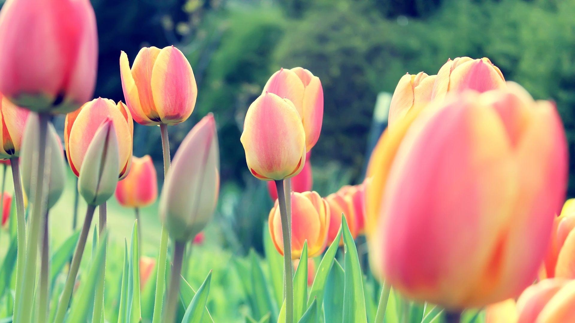 Tulpe Natur, 17039, Hintergrund, Pixel, Frühling, 1920x1080 Full HD Desktop