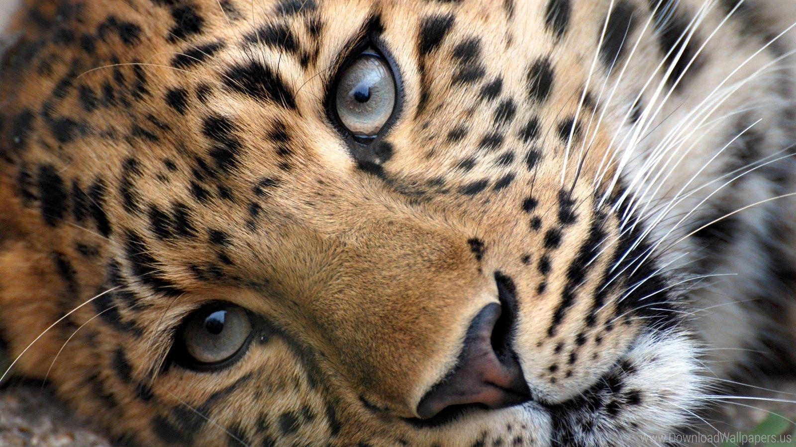 Gepard, Breitbild, 16:9, Download, Tiere, 1600x900 HD Desktop