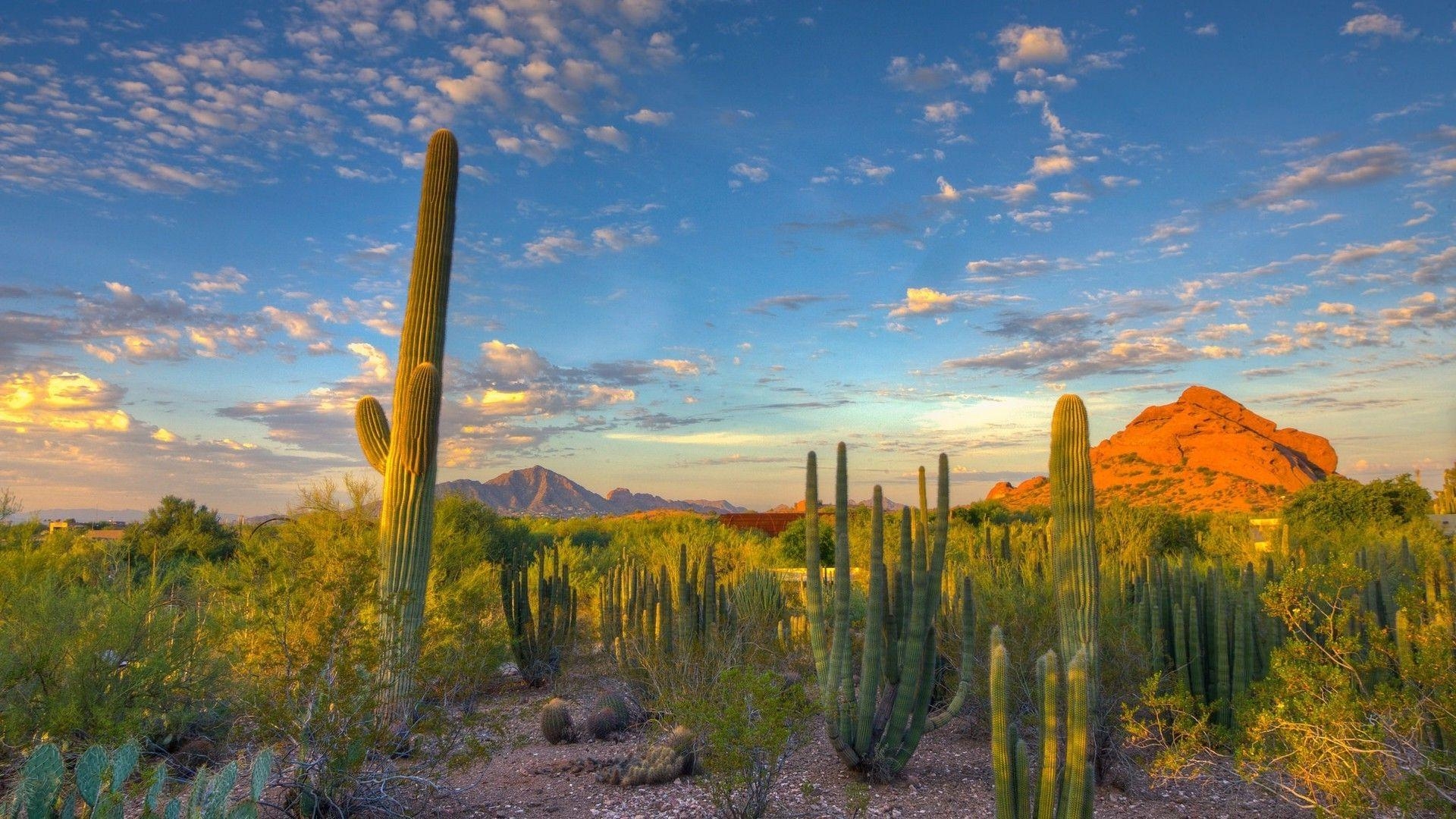 Arizona, Natur, Wüste, Kakteen, Berge, 1920x1080 Full HD Desktop