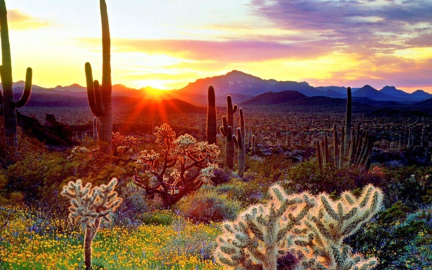 Arizona, Sonnenaufgang, Kaktus, Natur, Landschaft, 1440x900 HD Desktop